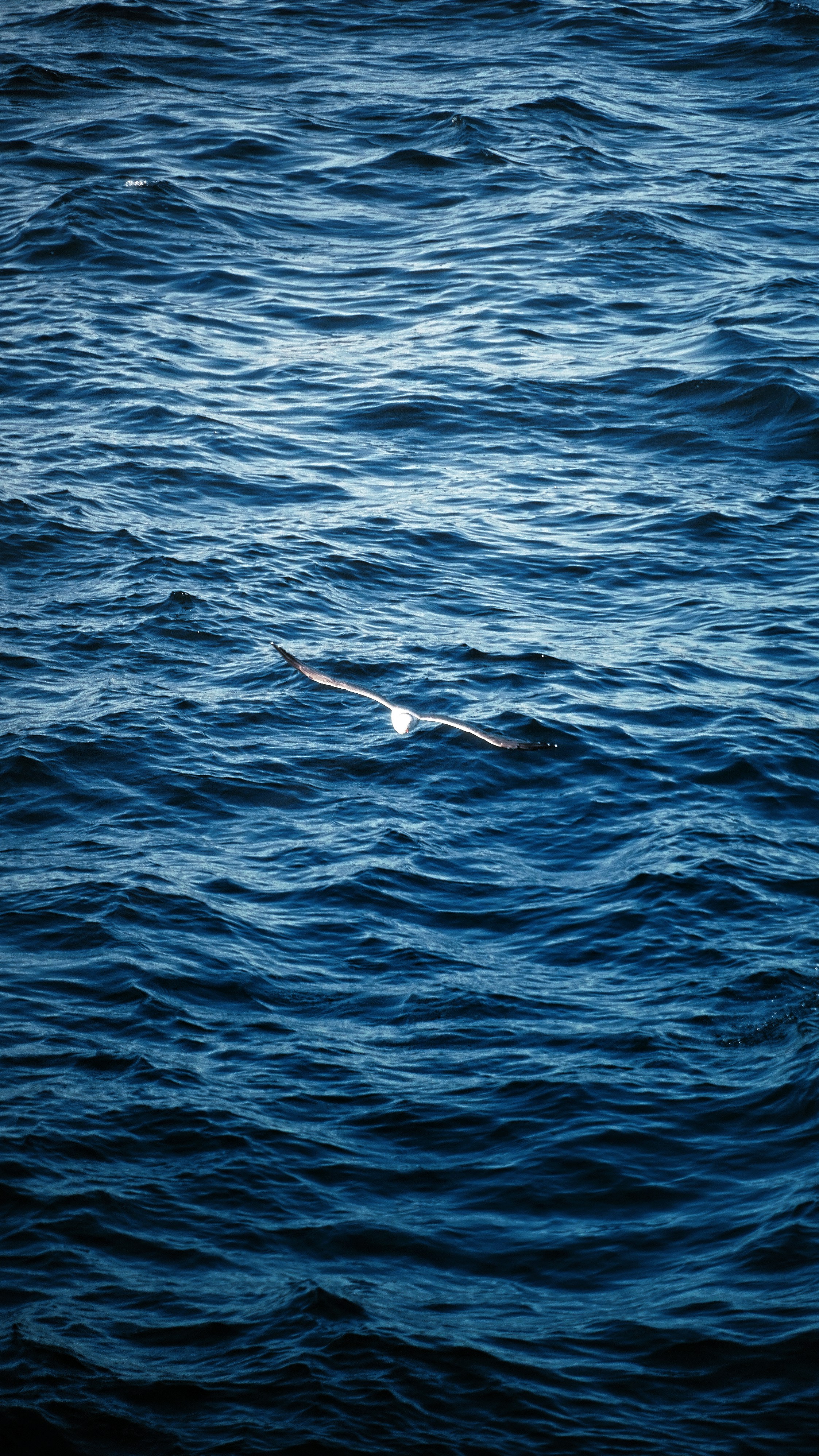 Photo by fenmeihandai