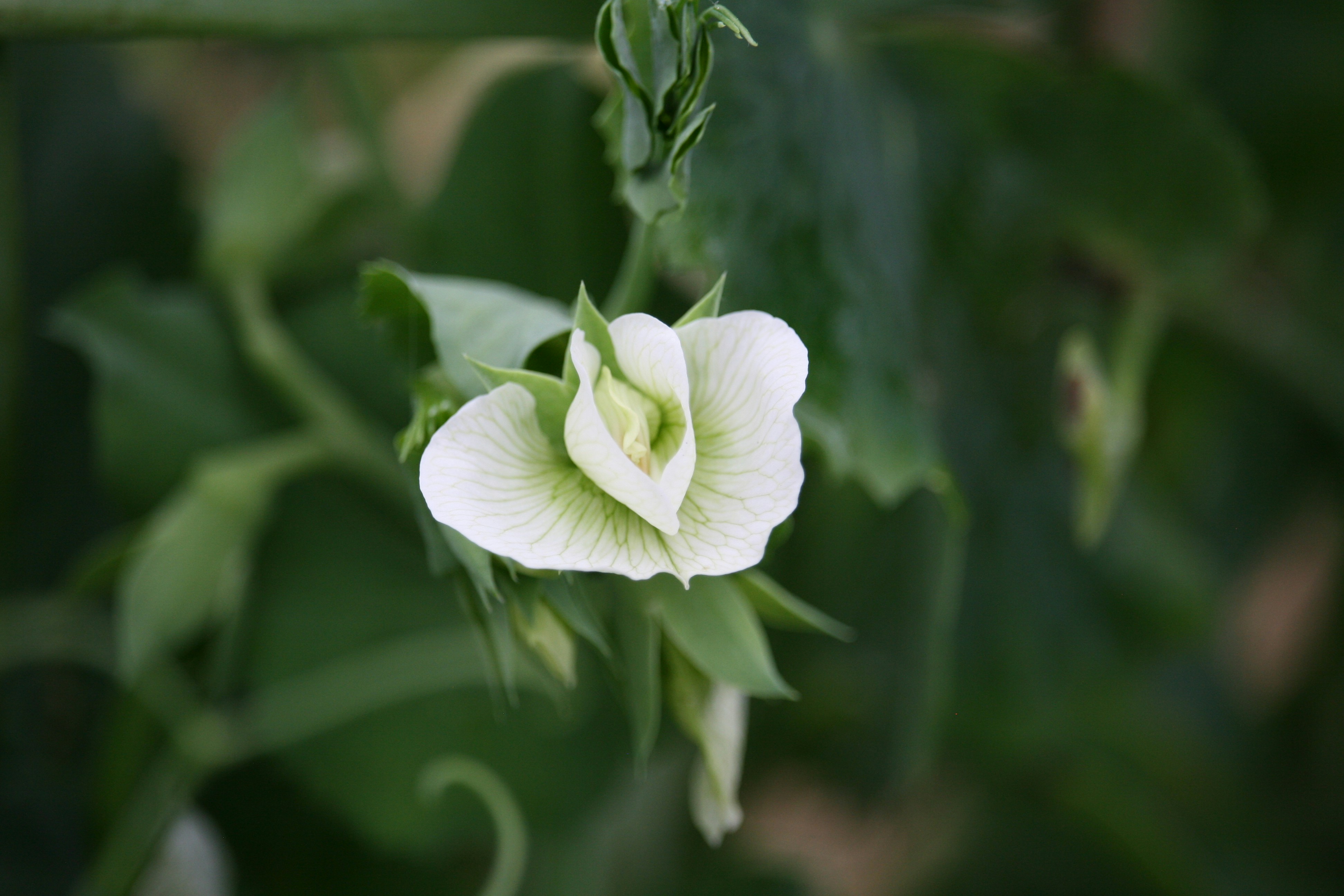 A white flower with green leaves in the background