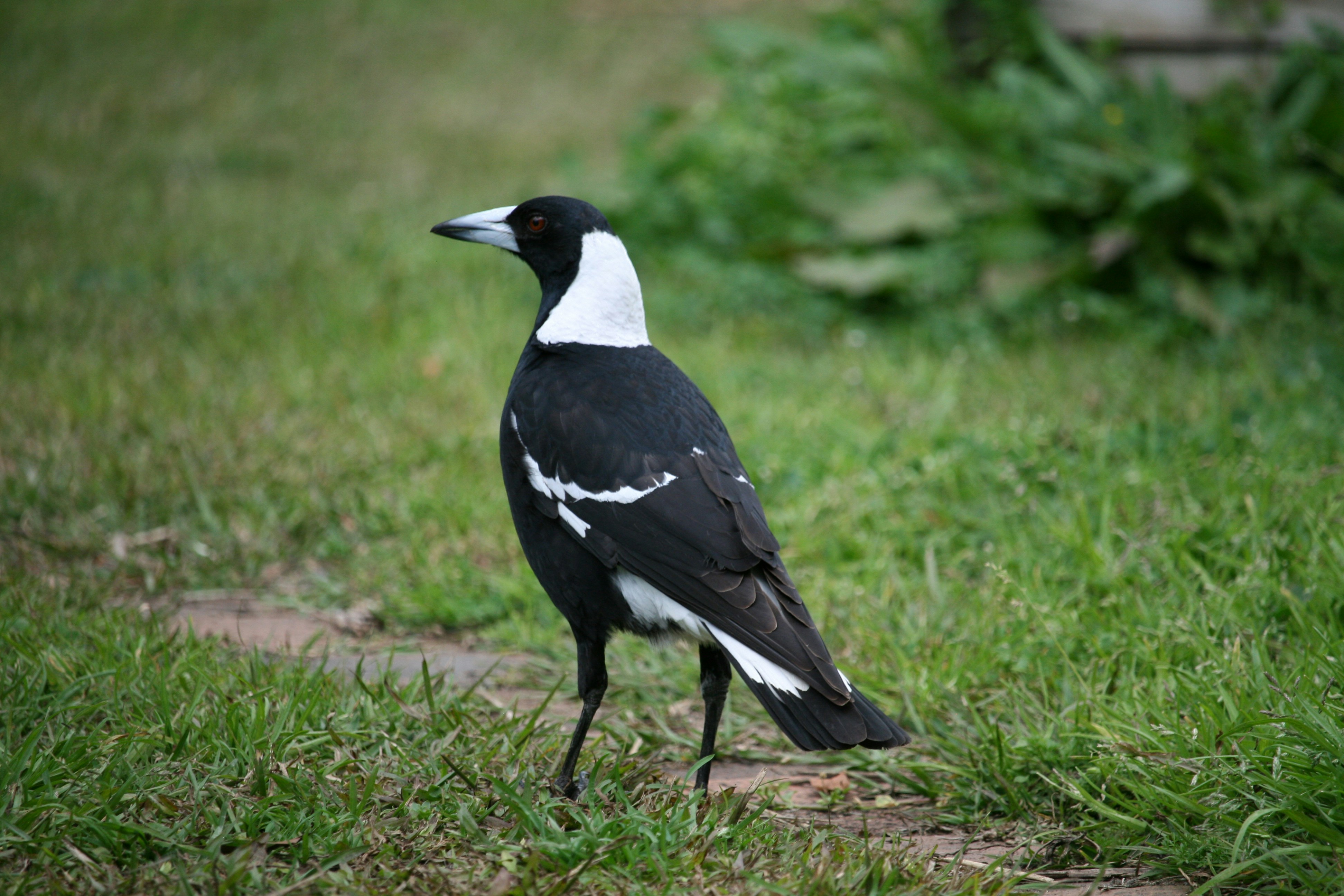 A black and white bird is standing in the grass