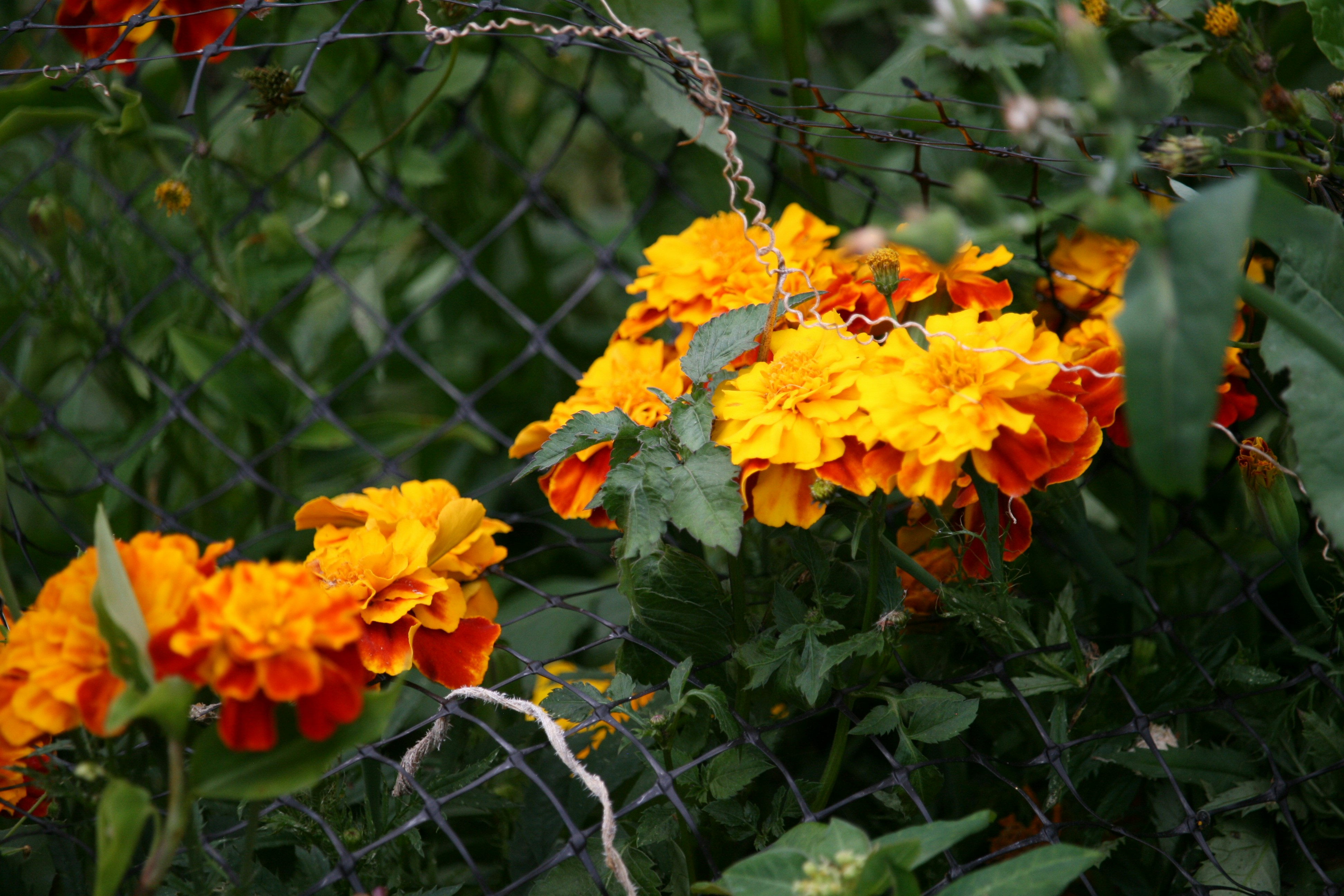 Flowers by a fence
