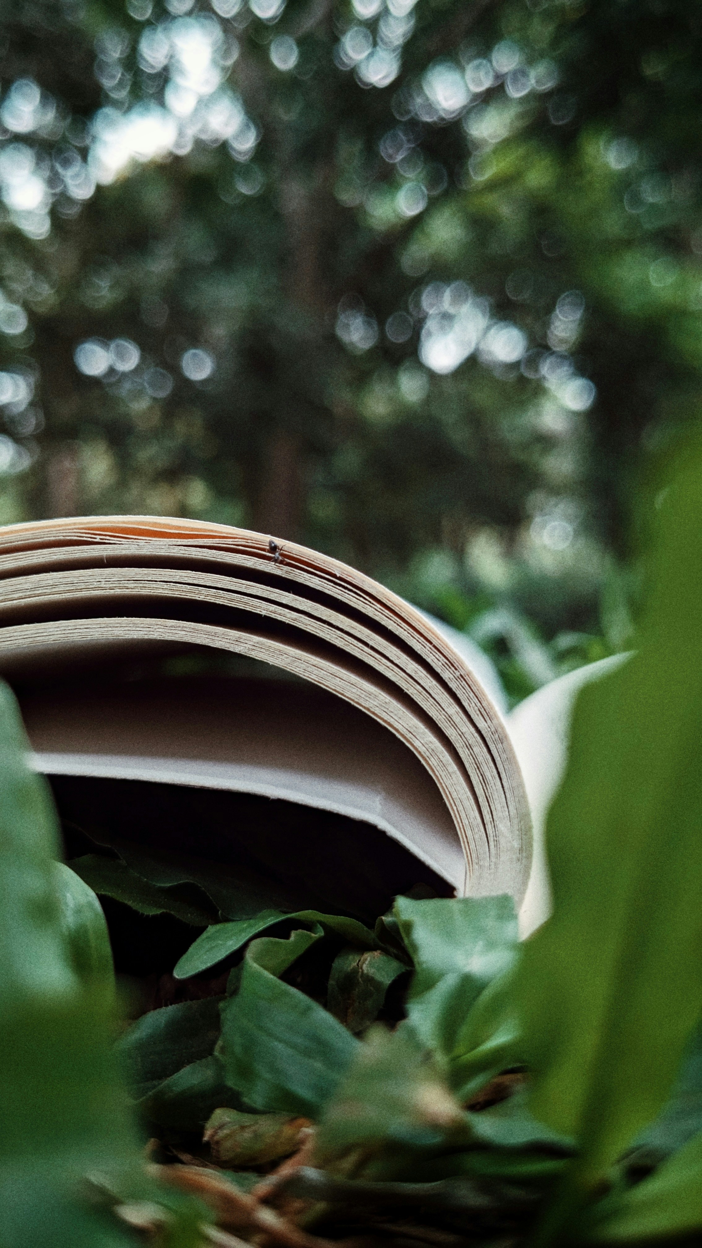 An open book sitting in the middle of a lush green forest