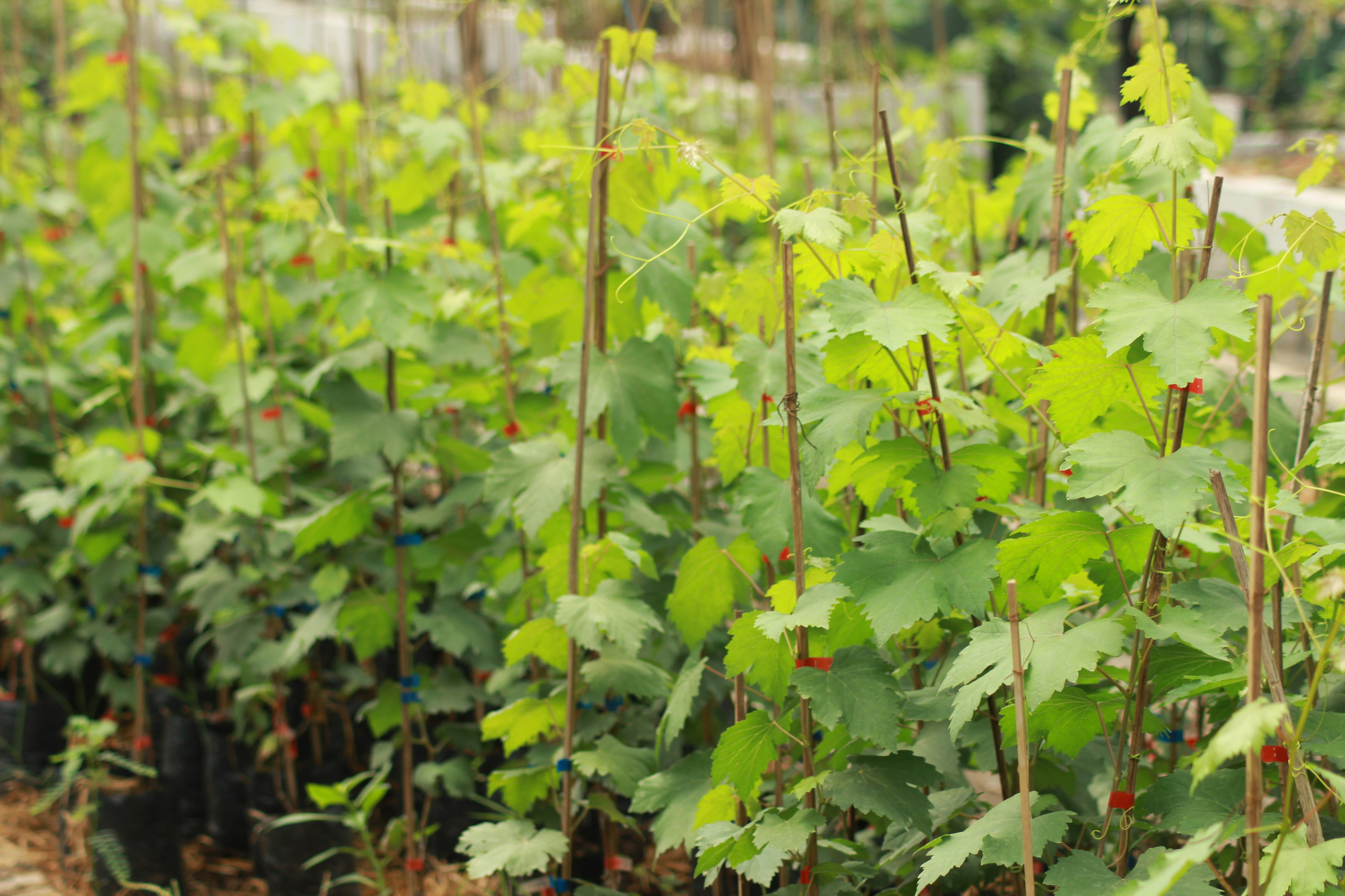 A row of green plants in a field