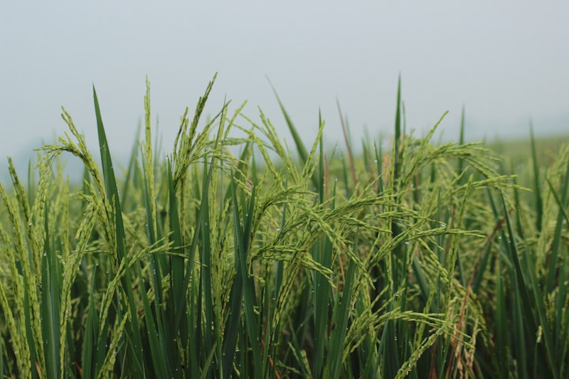 Hamparan sawah hijau di desa wisata autentik Indonesia