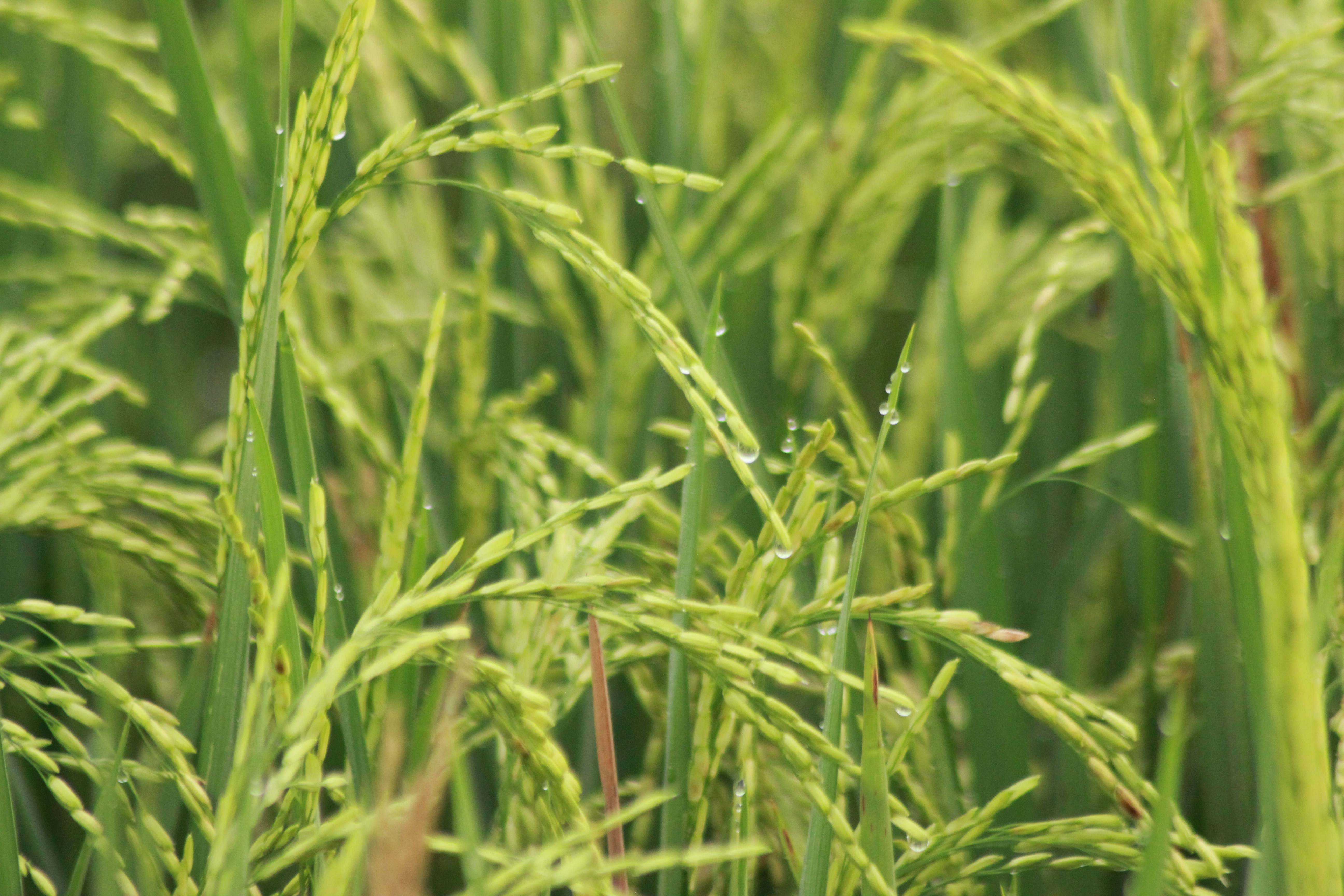 緑の芝生の畑のクローズアップ