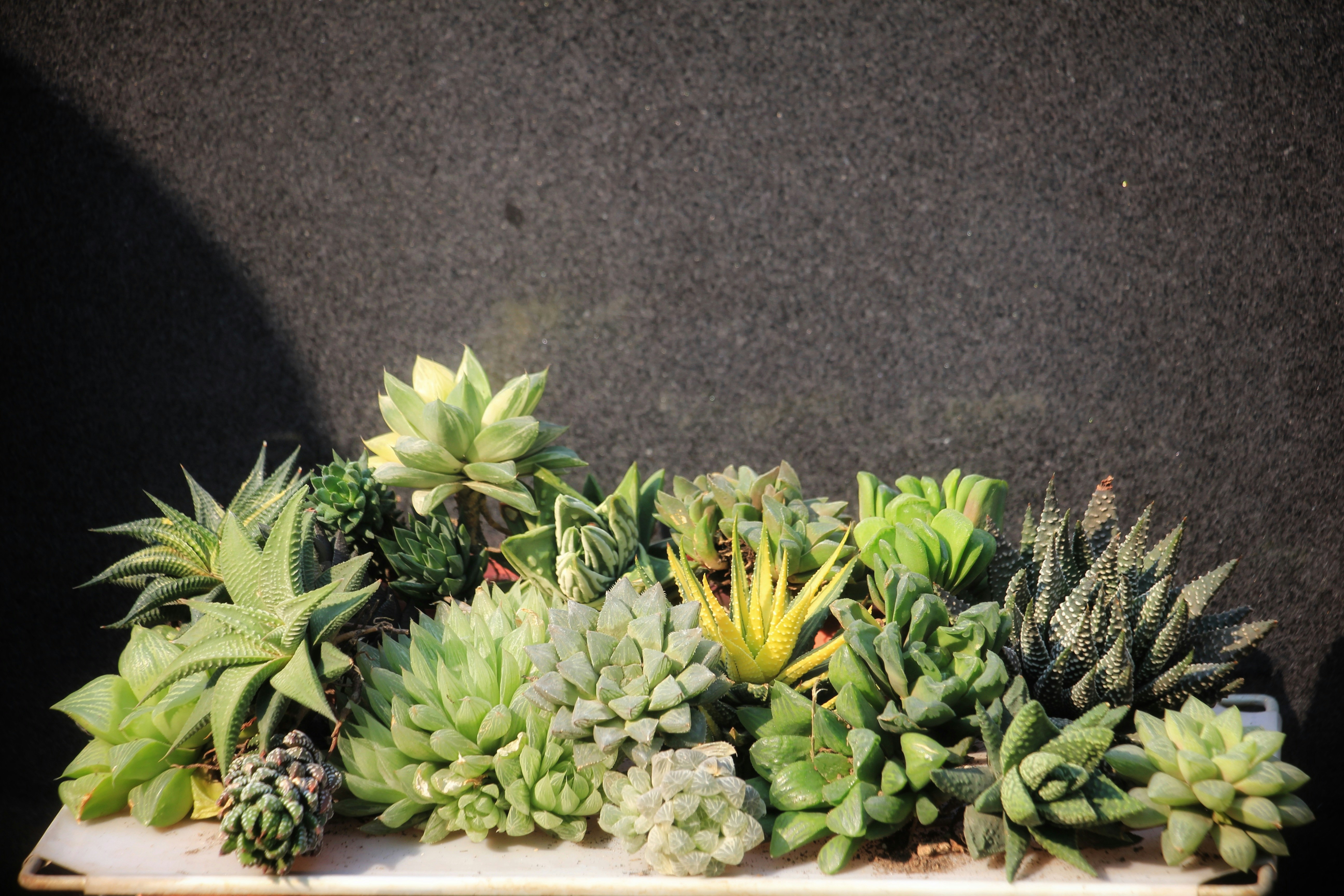 Photo by ubaidullahbinyasir