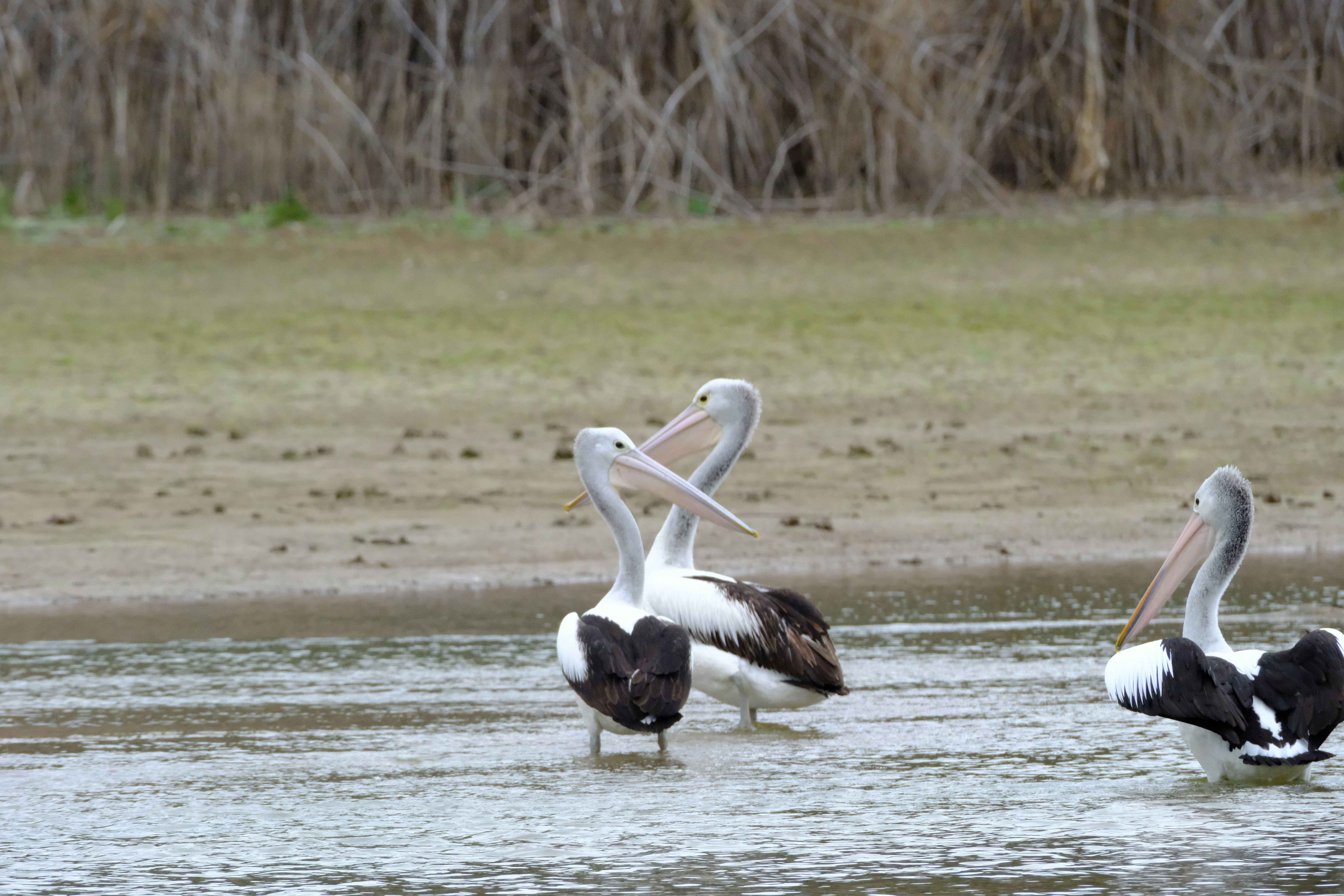 Photo by waltc