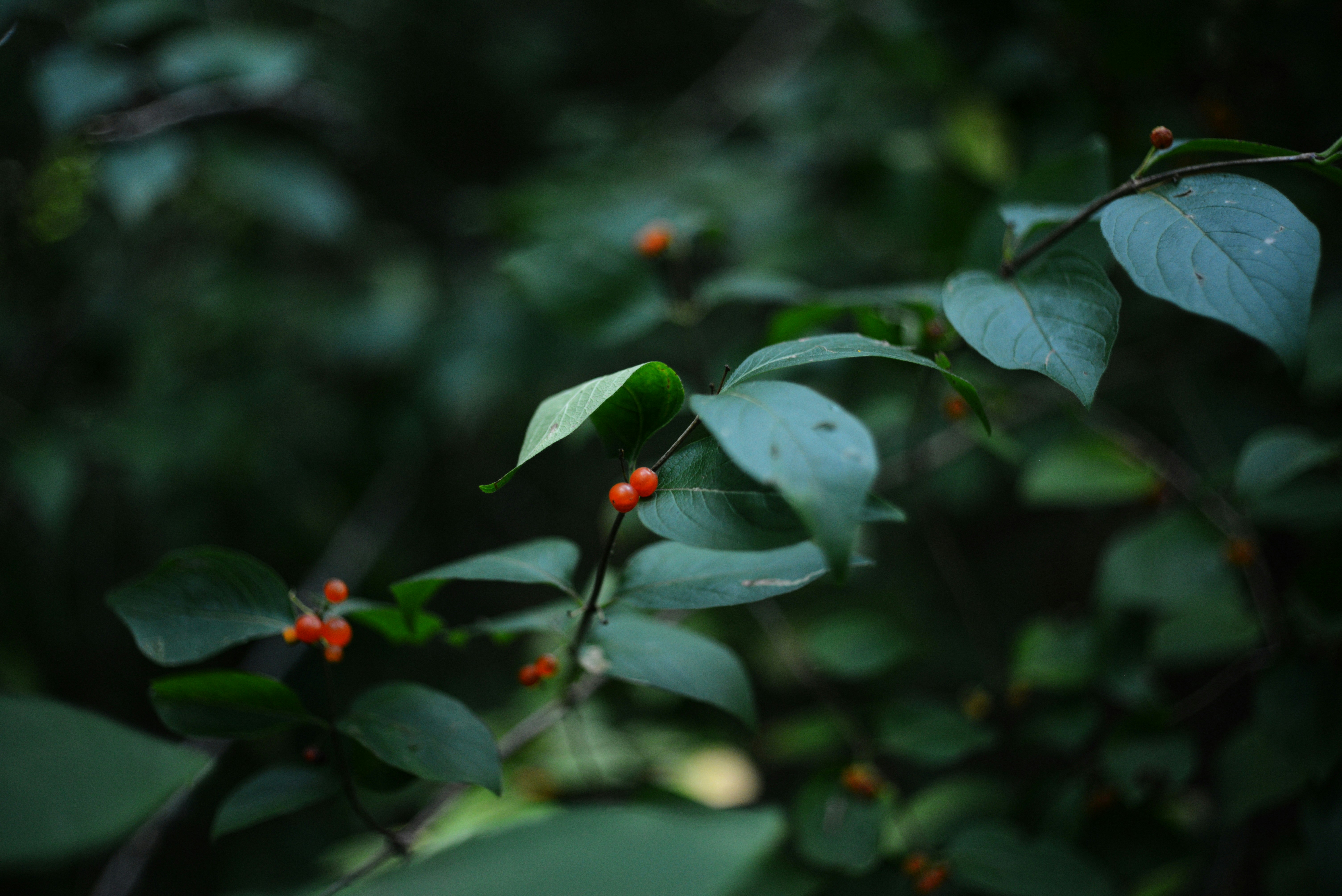 Photo by cherstve_pechivo