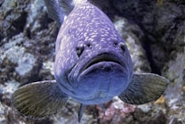 A close up of a fish on a rock