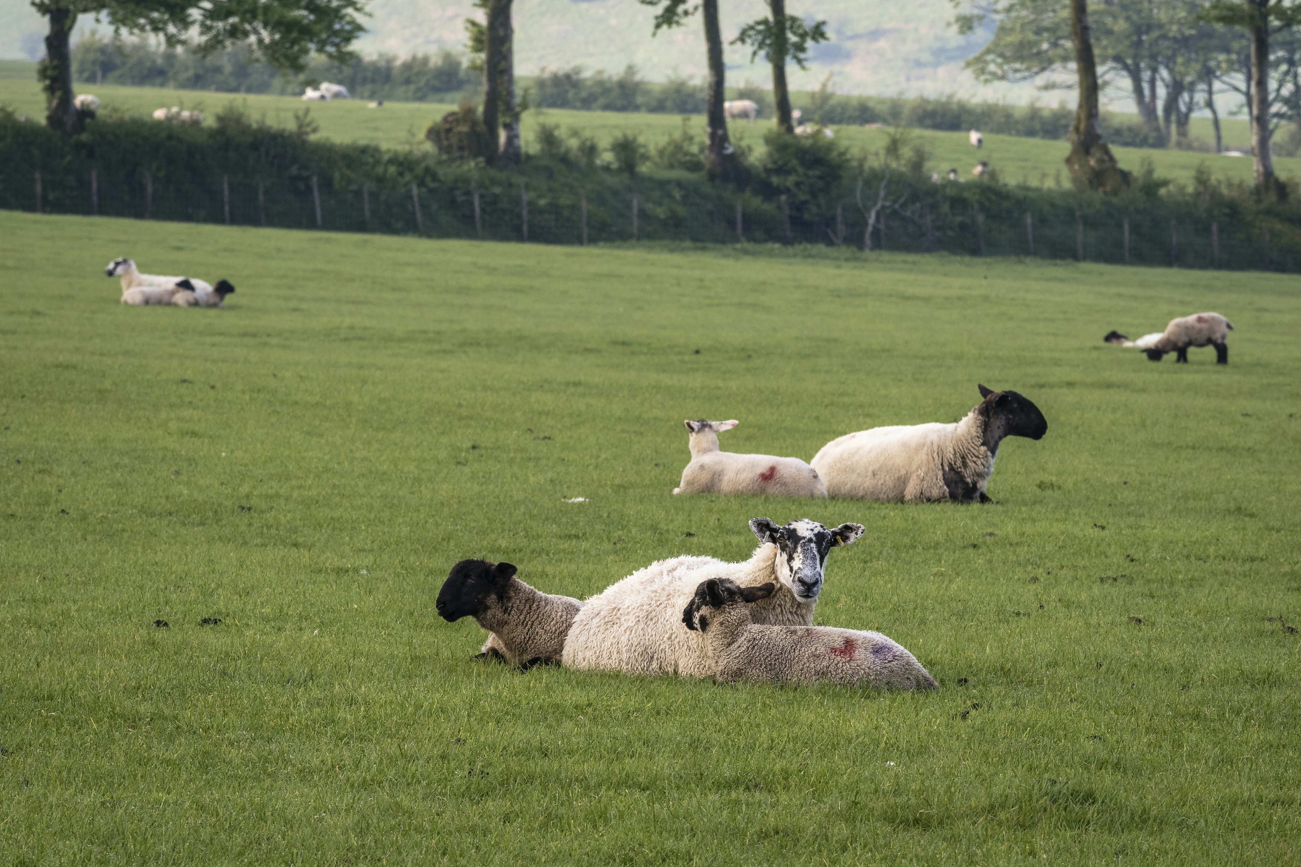 A herd of sheep laying on top of a lush green field photo – Free North ...