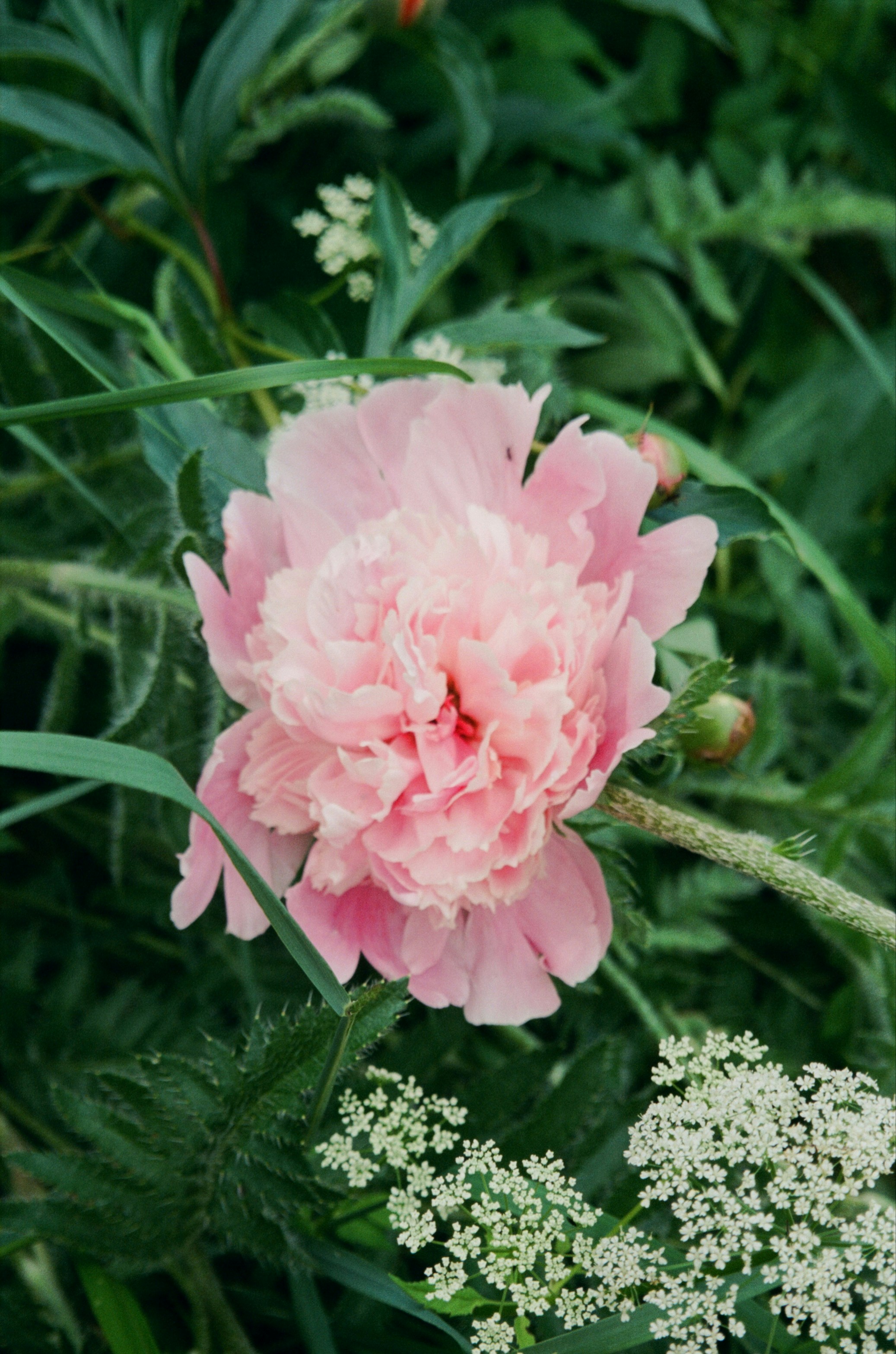 A large pink flower sitting in the middle of a lush green field