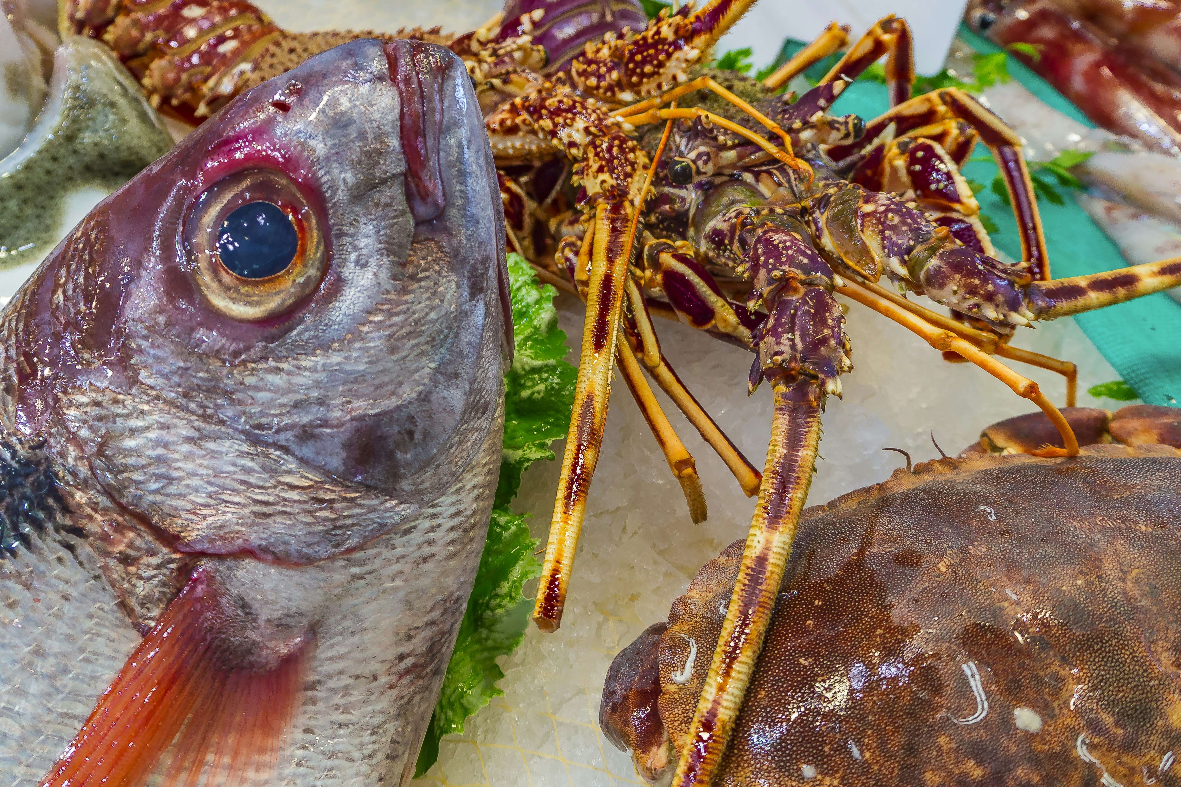A close up of a fish on a plate