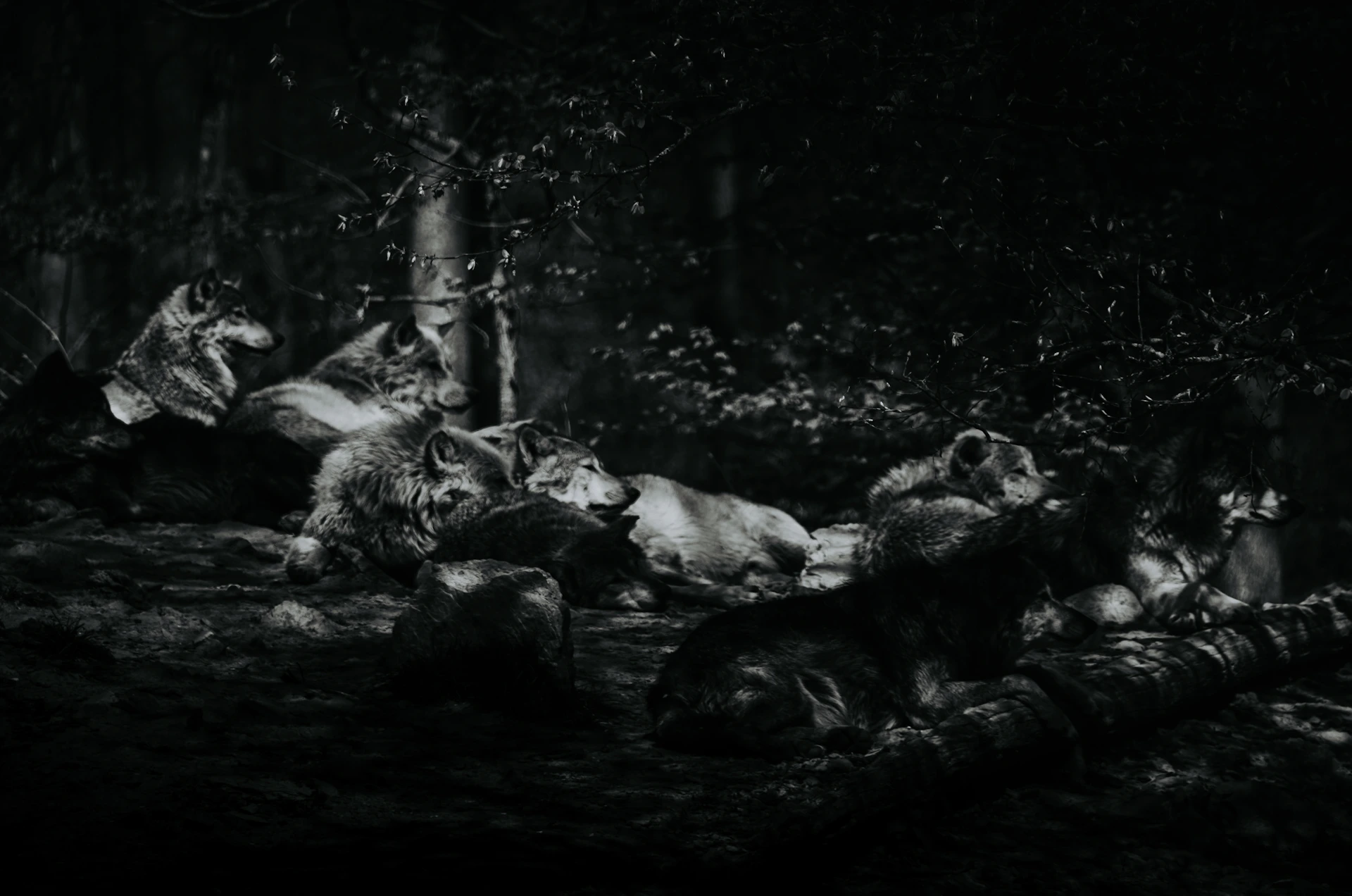 A black and white photo of a group of dead animals