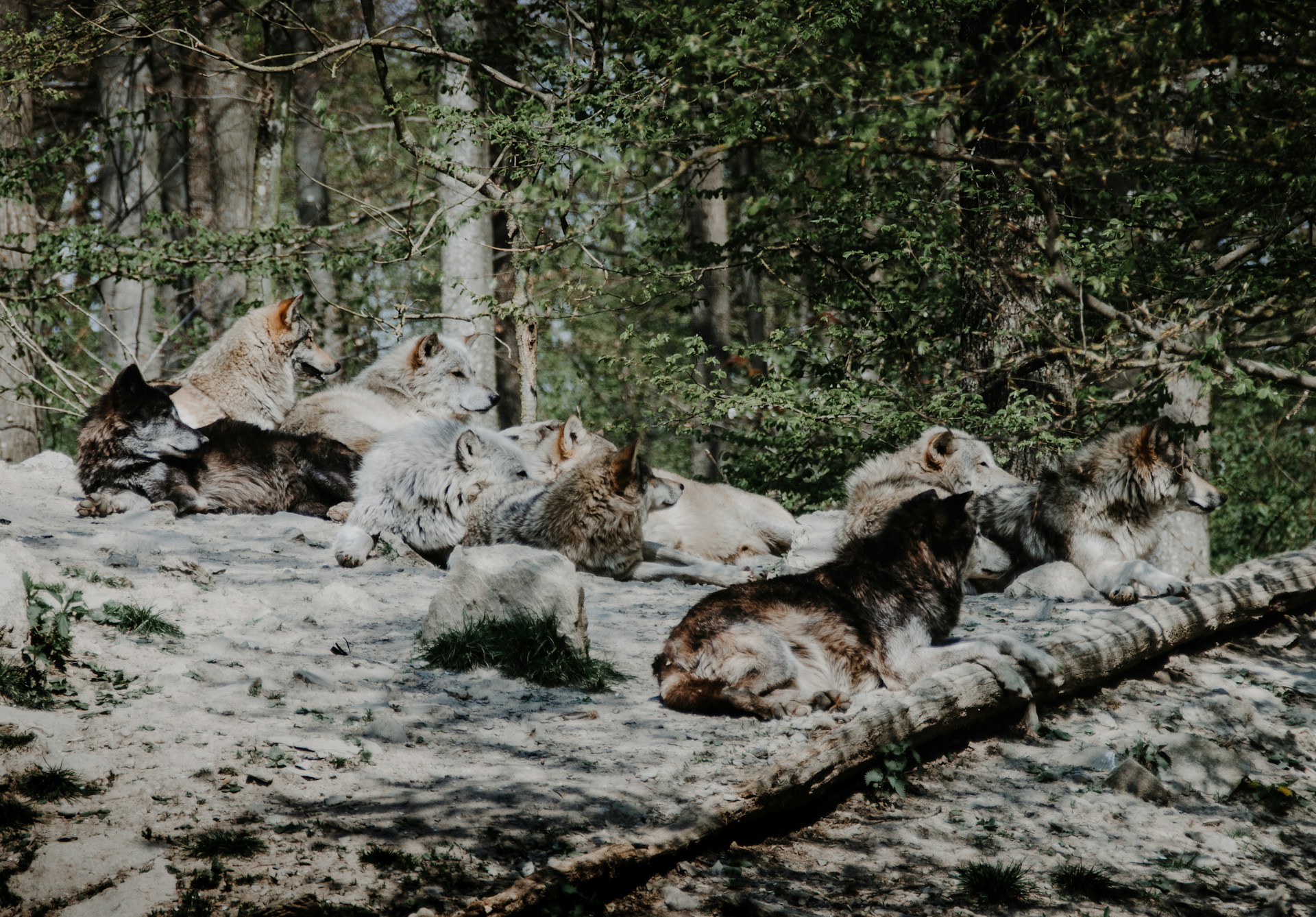 A bunch of animals that are laying down in the dirt