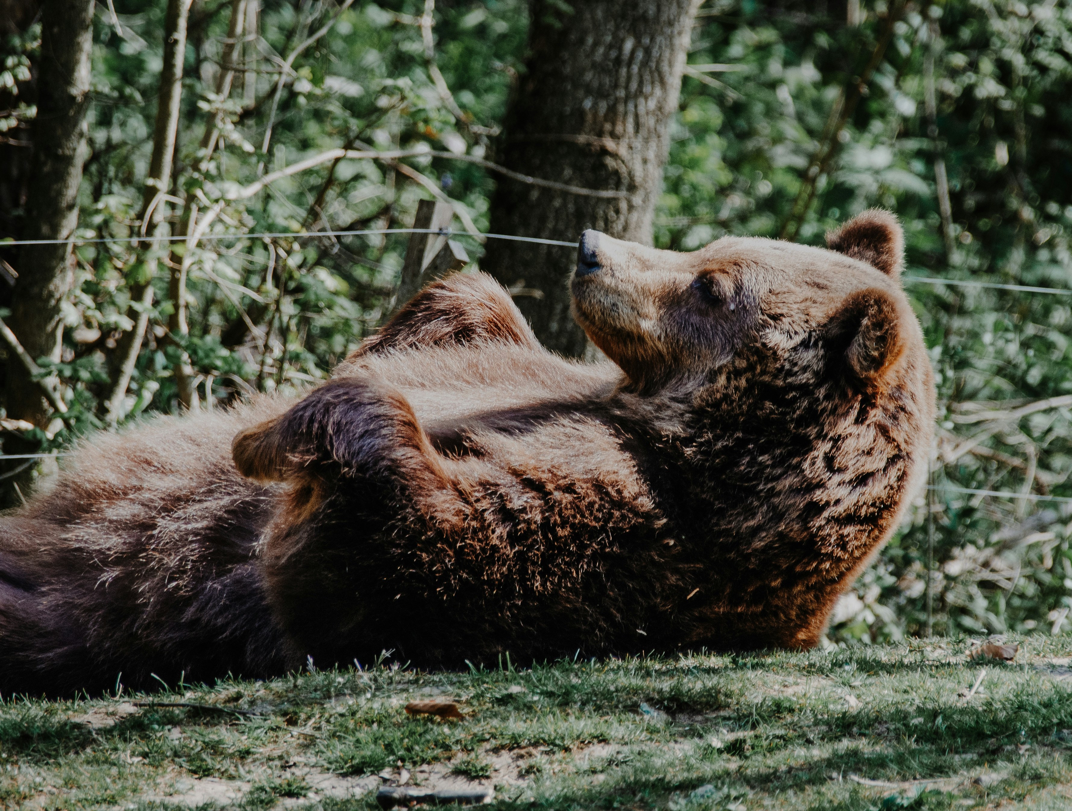 A brown bear laying on its back in the grass