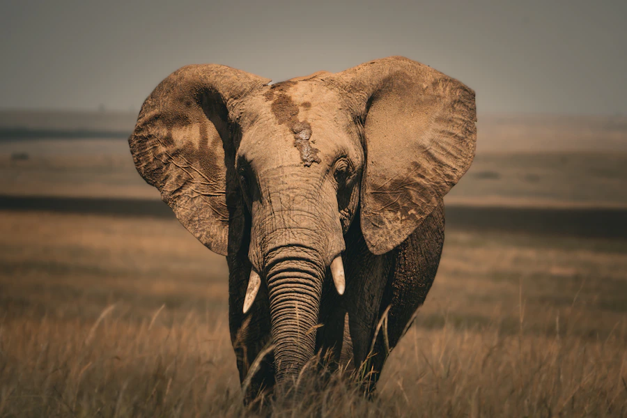 Elephant in tall grass