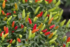 A close up of a plant with red and yellow flowers