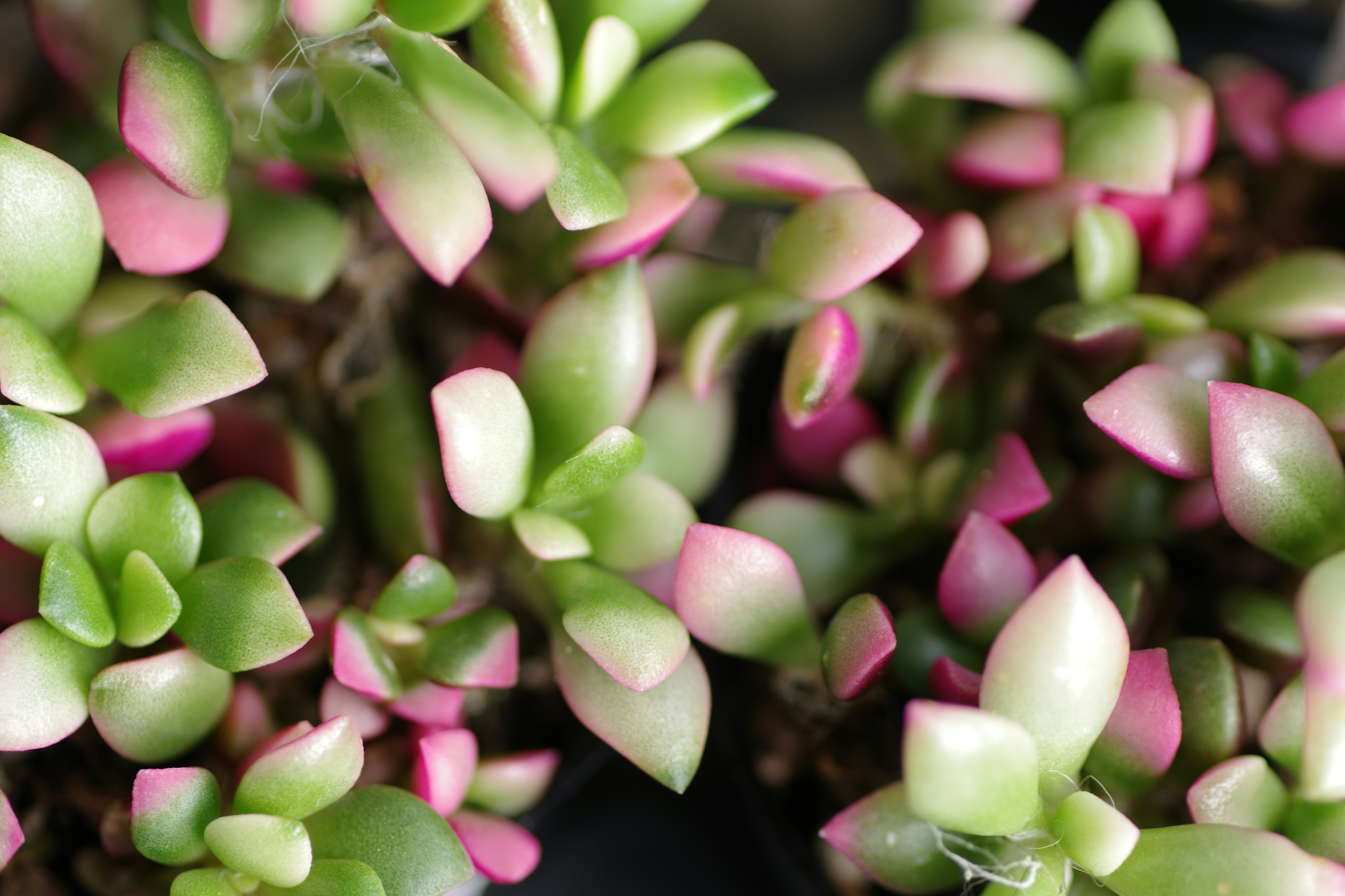 A close up of a bunch of pink and green flowers
