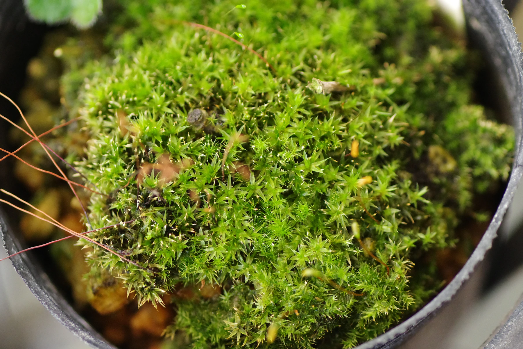 A close-up of live green moss growing in a pot