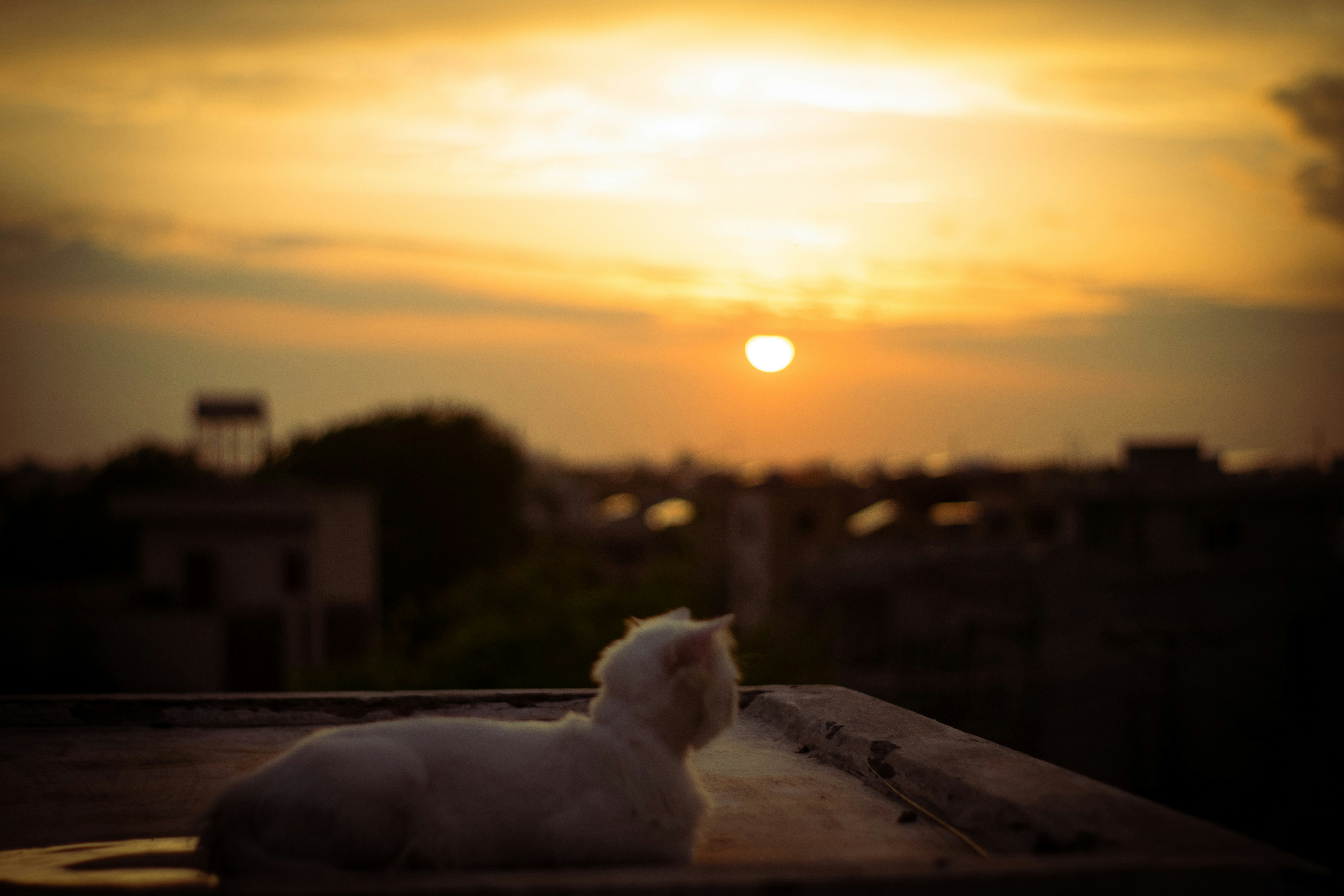 Photo by hassanfaisal