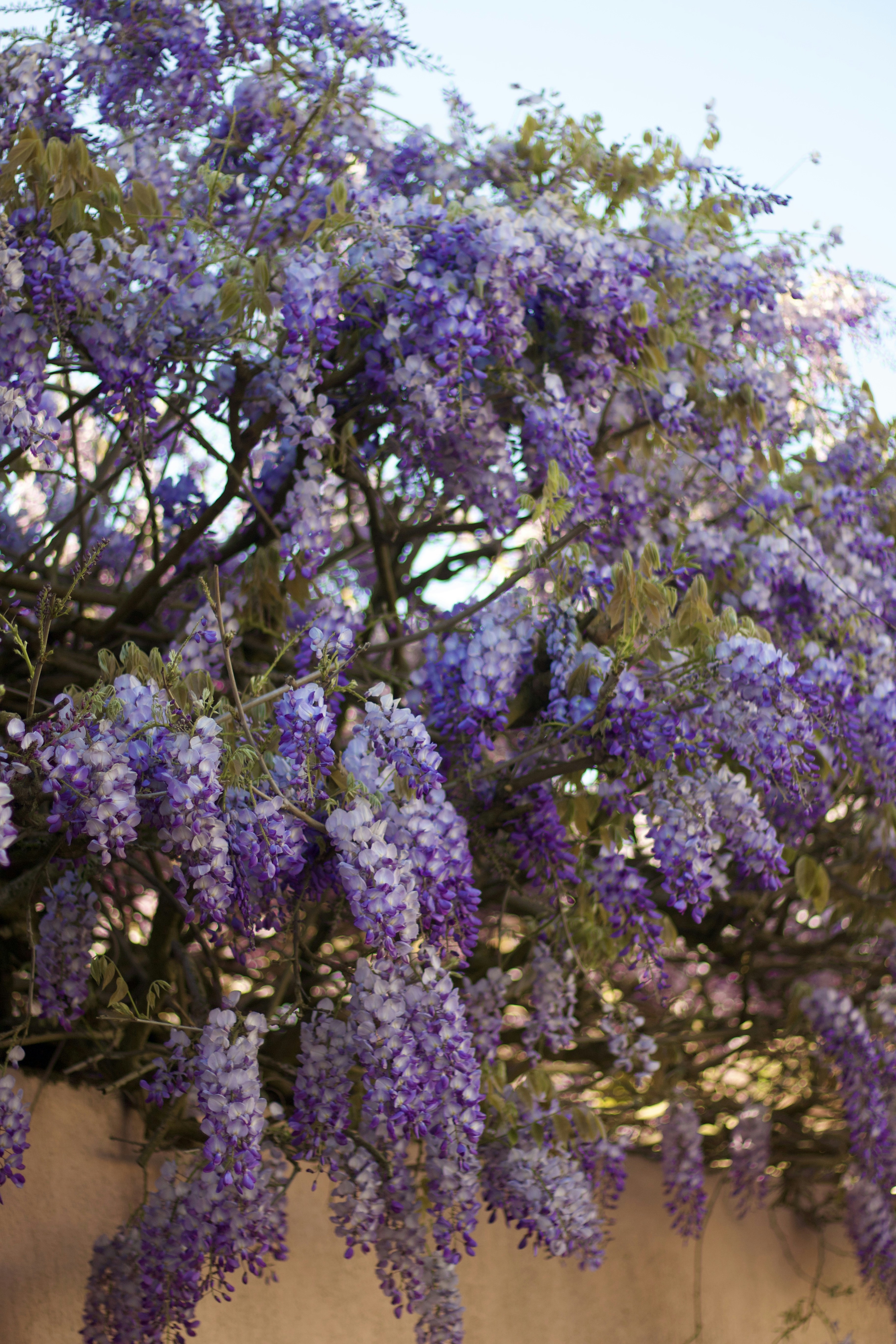 As glicínias roxas florescem abundantemente em uma treliça. foto – Imagem  grátis sobre Flor na Unsplash, image size:3000x4500