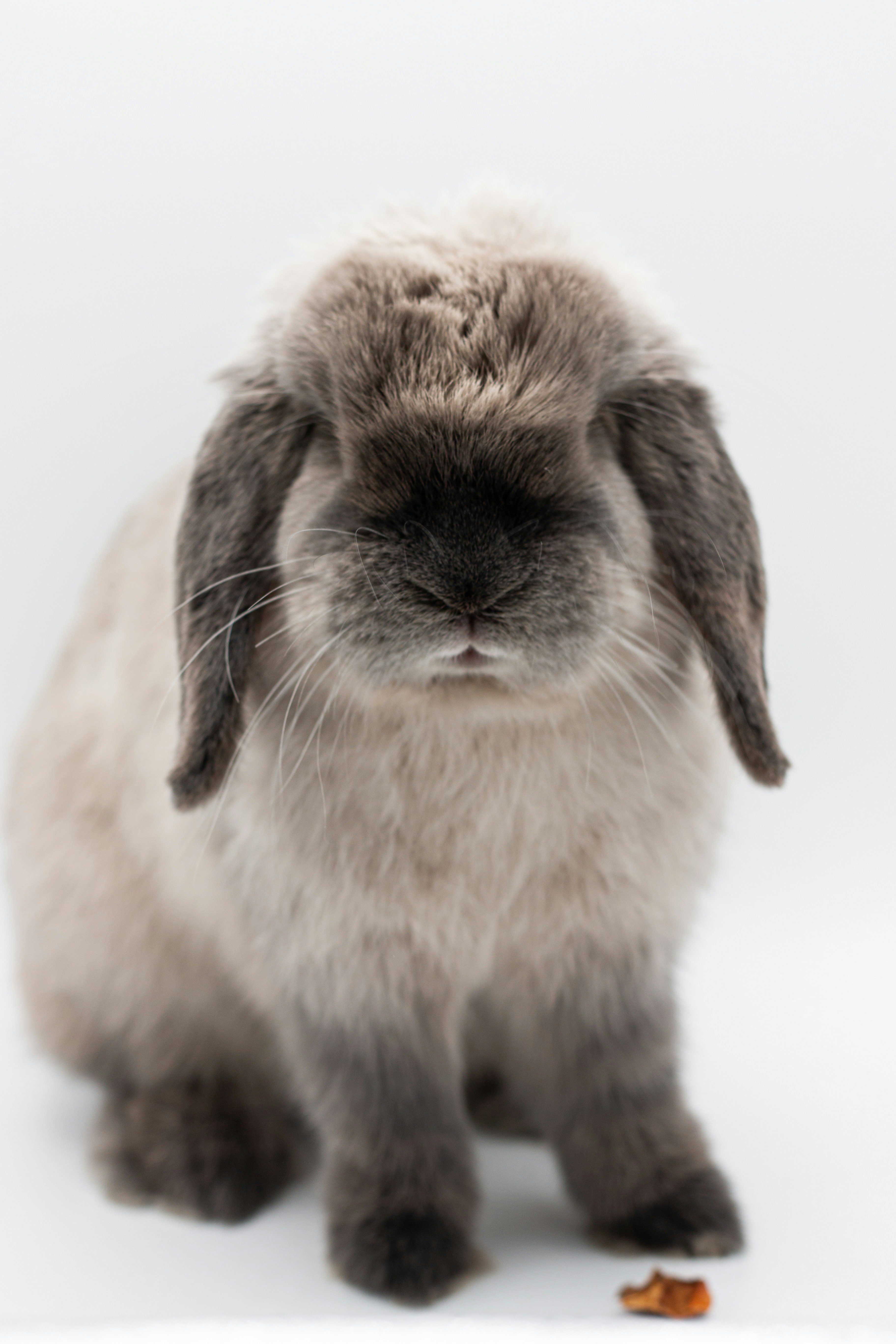 Bunny Pictures HQ Download Free Images on Unsplash