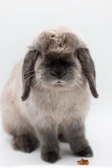 A gray and white rabbit sitting on top of a table