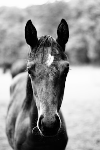 A black and white photo of a horse