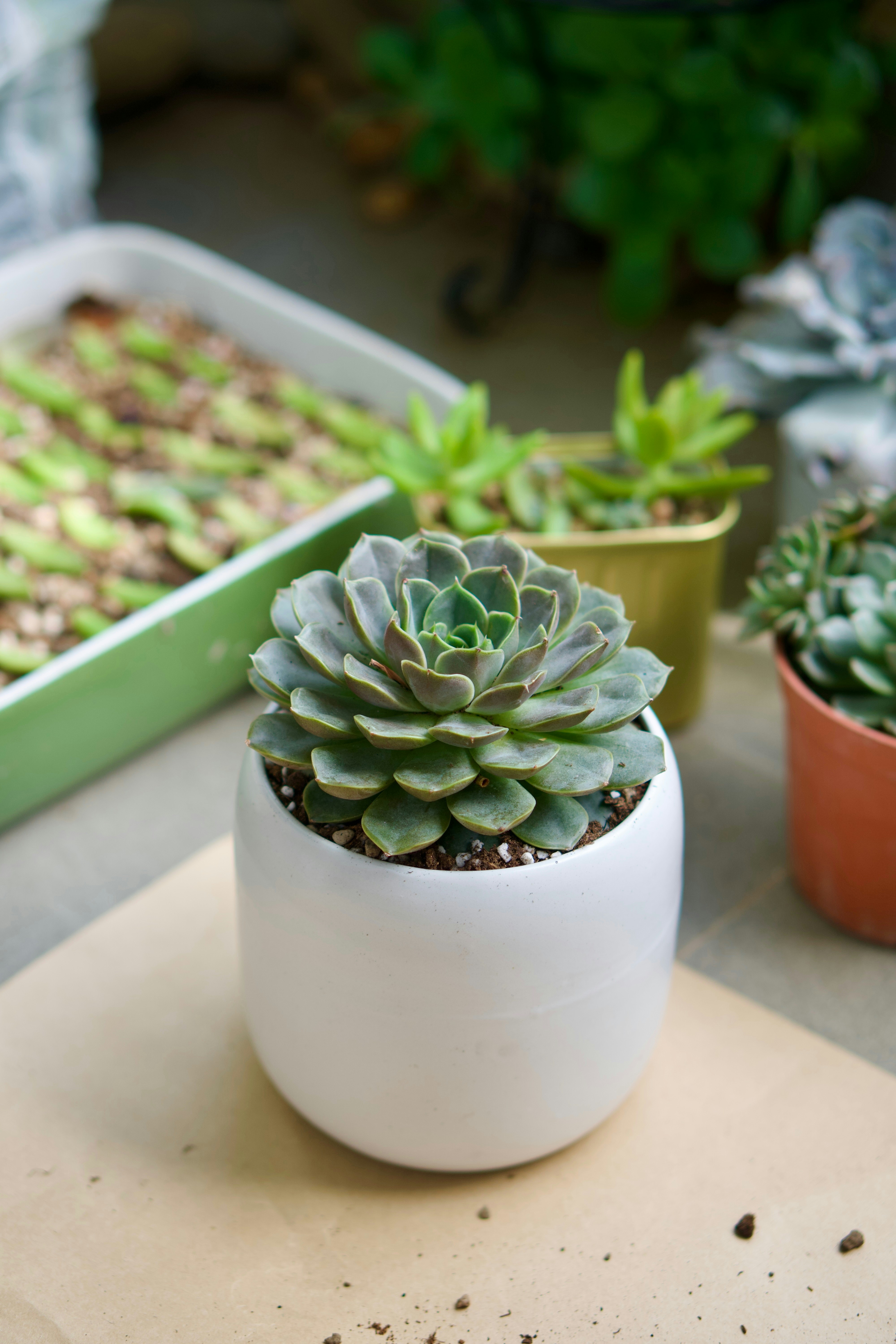 A couple of plants that are on a table