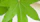 A close up of a green leaf on a white background