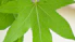 A close up of a green leaf on a white background