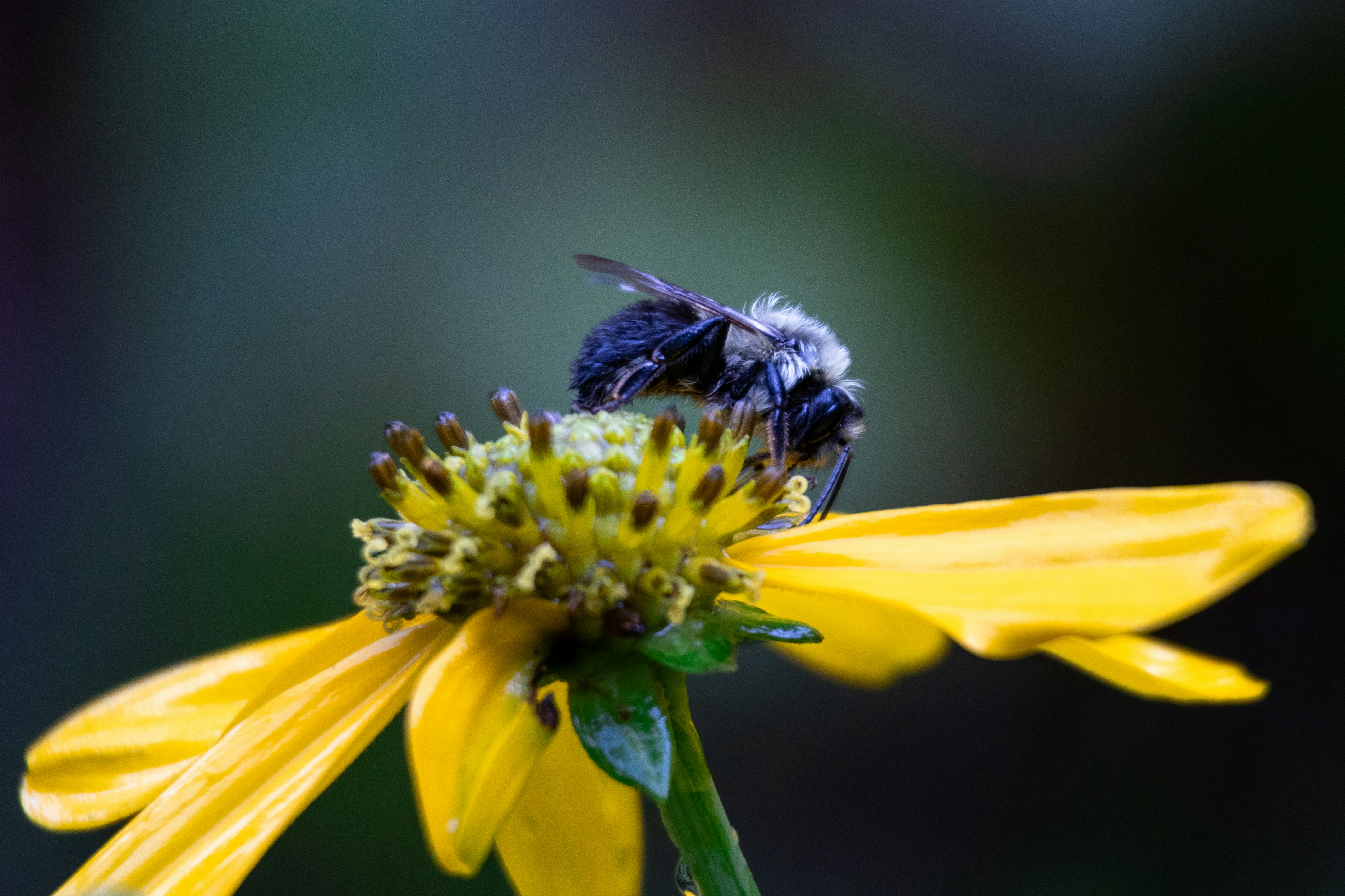 Photo by seraphimchaz