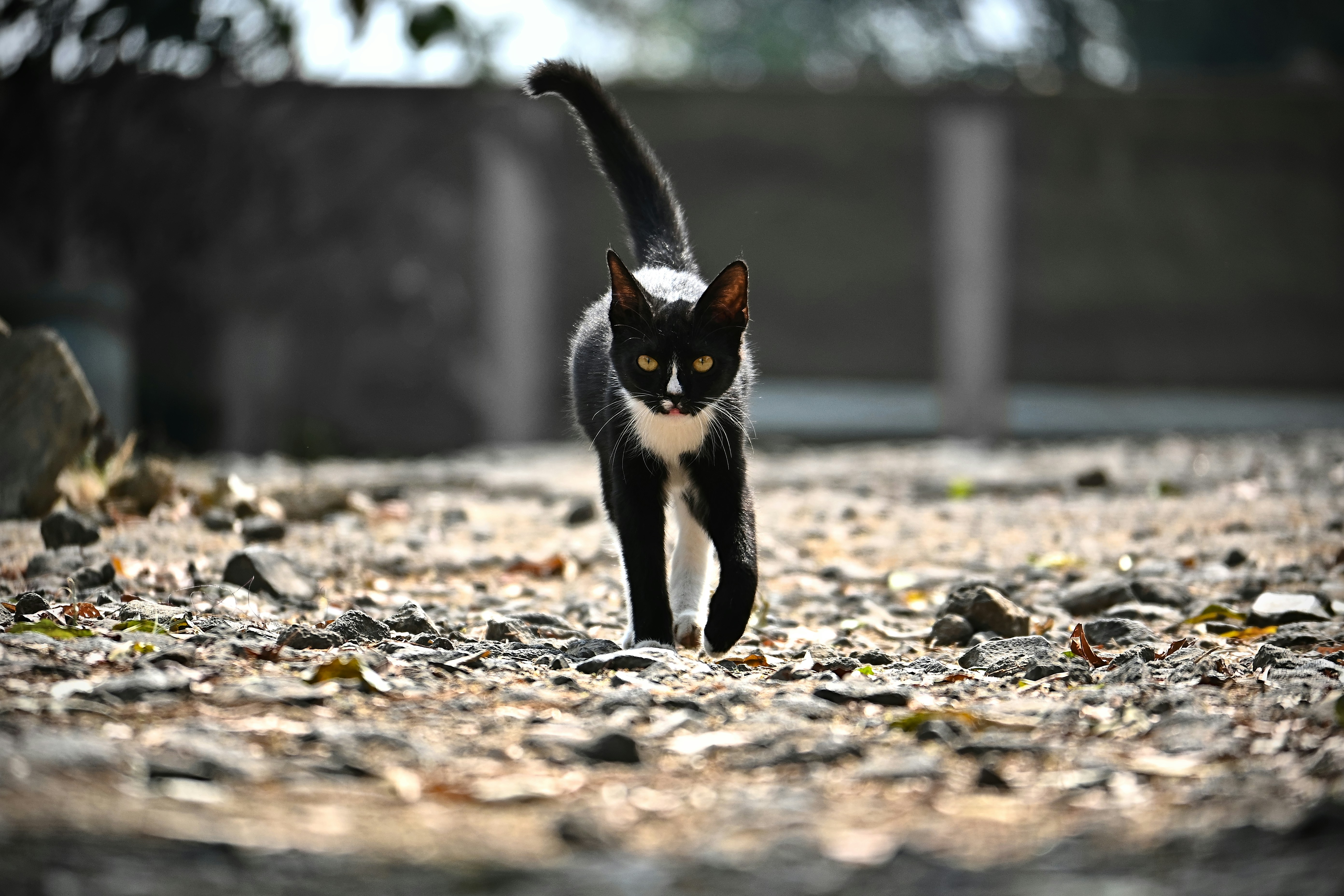 A black and white cat walking across a gravel road