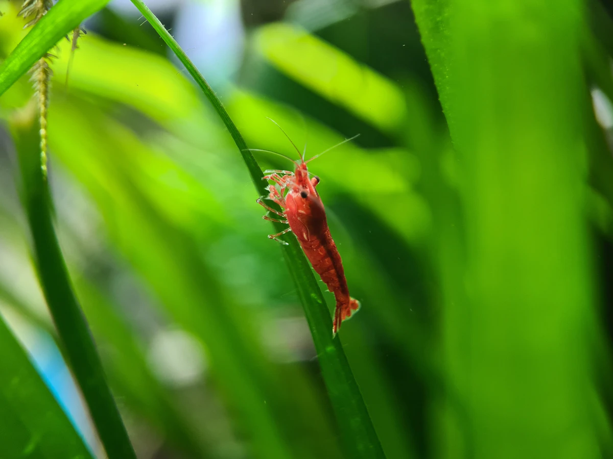 Gamba mudando de caparazón en un gambario