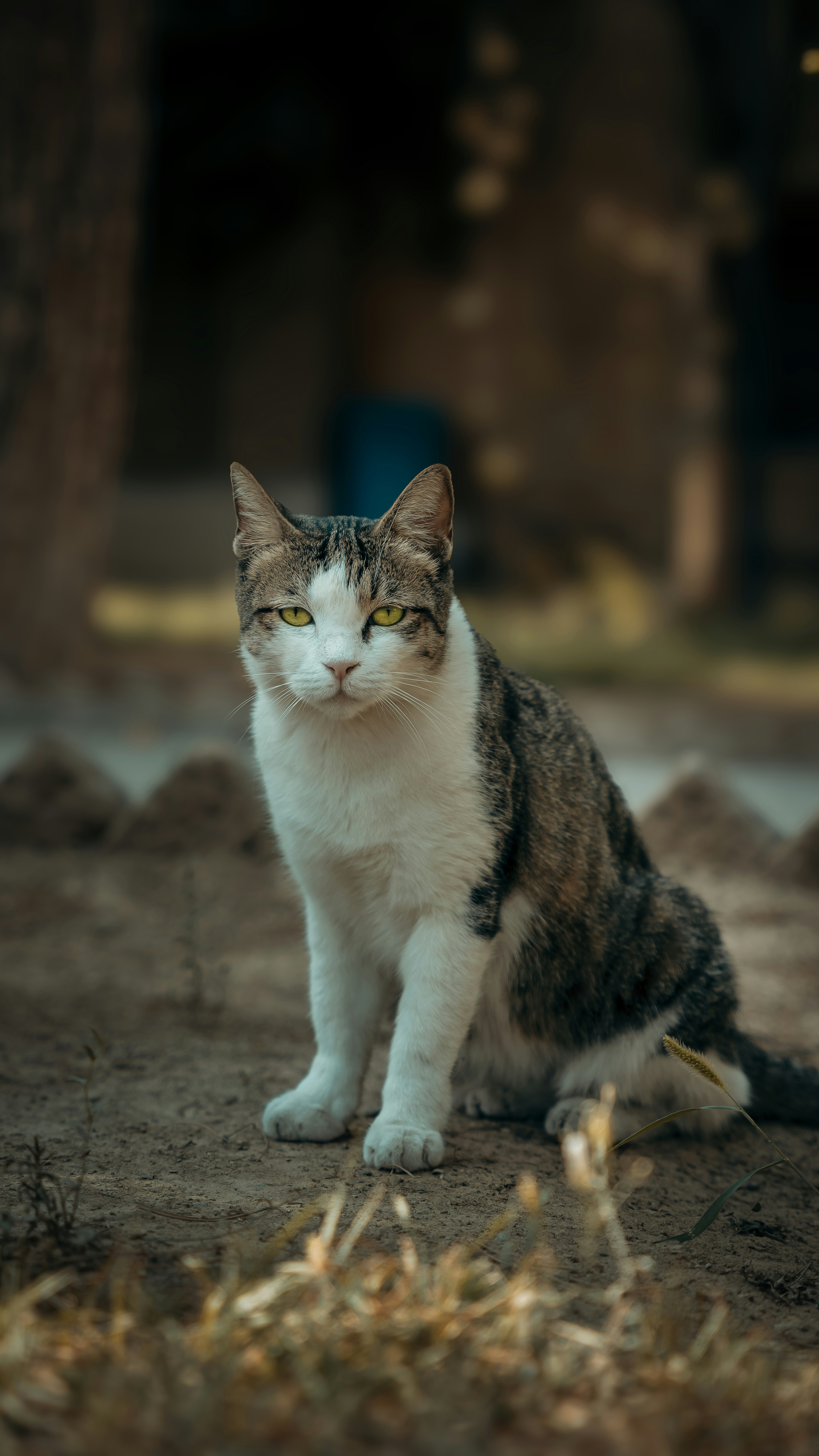 Photo by mohamadaminsajad_ir