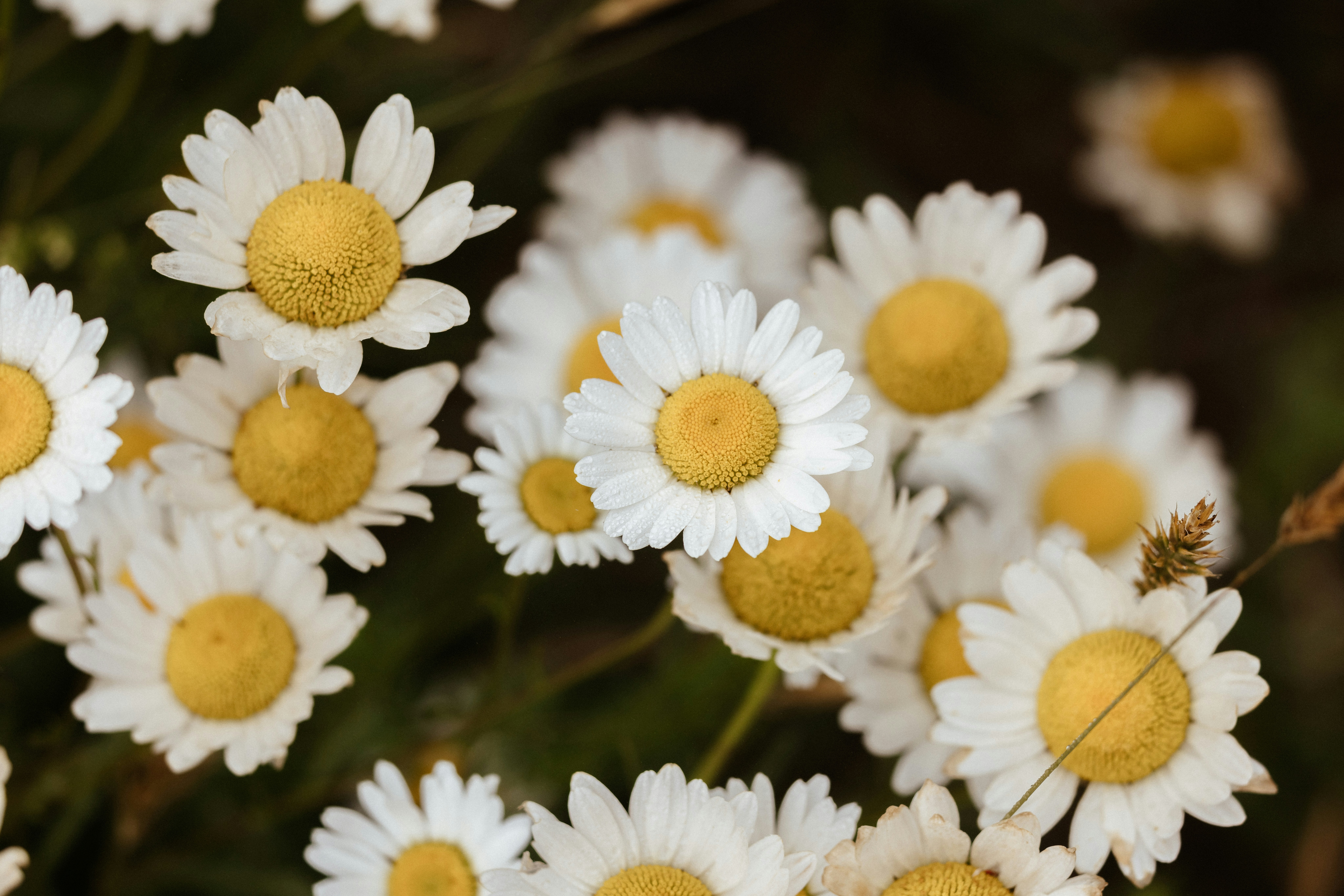 Photo by anniespratt