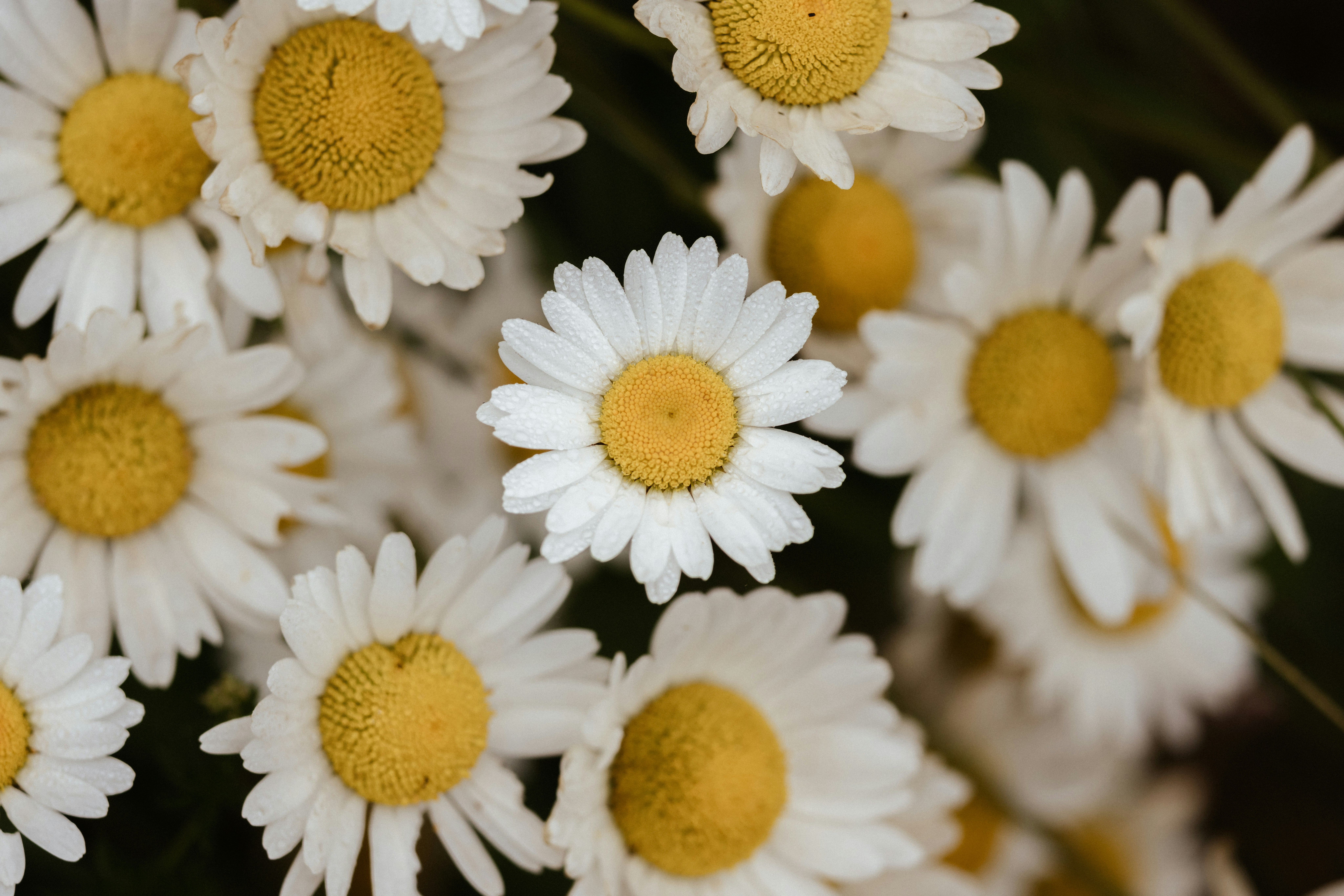 Photo by anniespratt