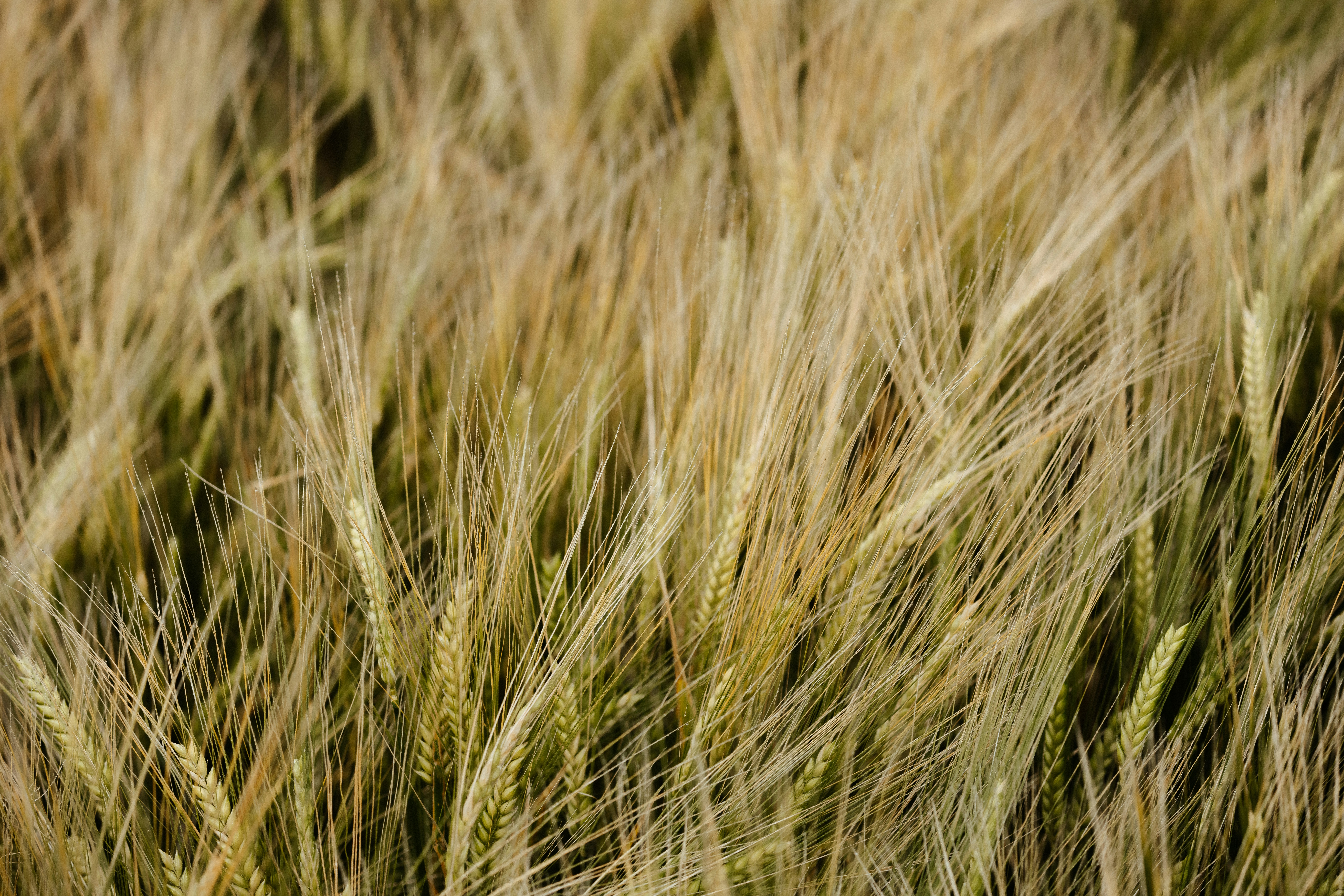 Photo by anniespratt