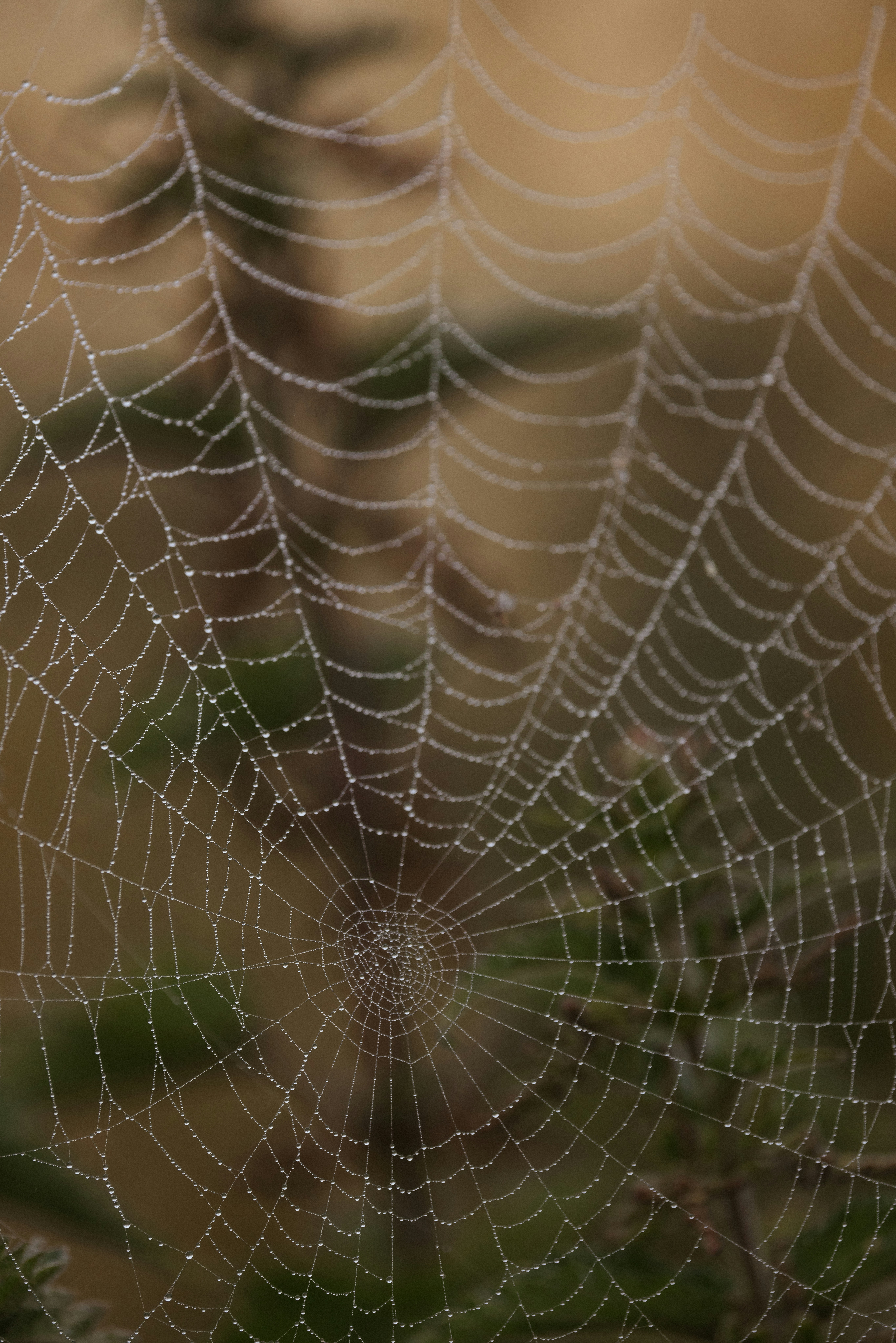 Photo by anniespratt