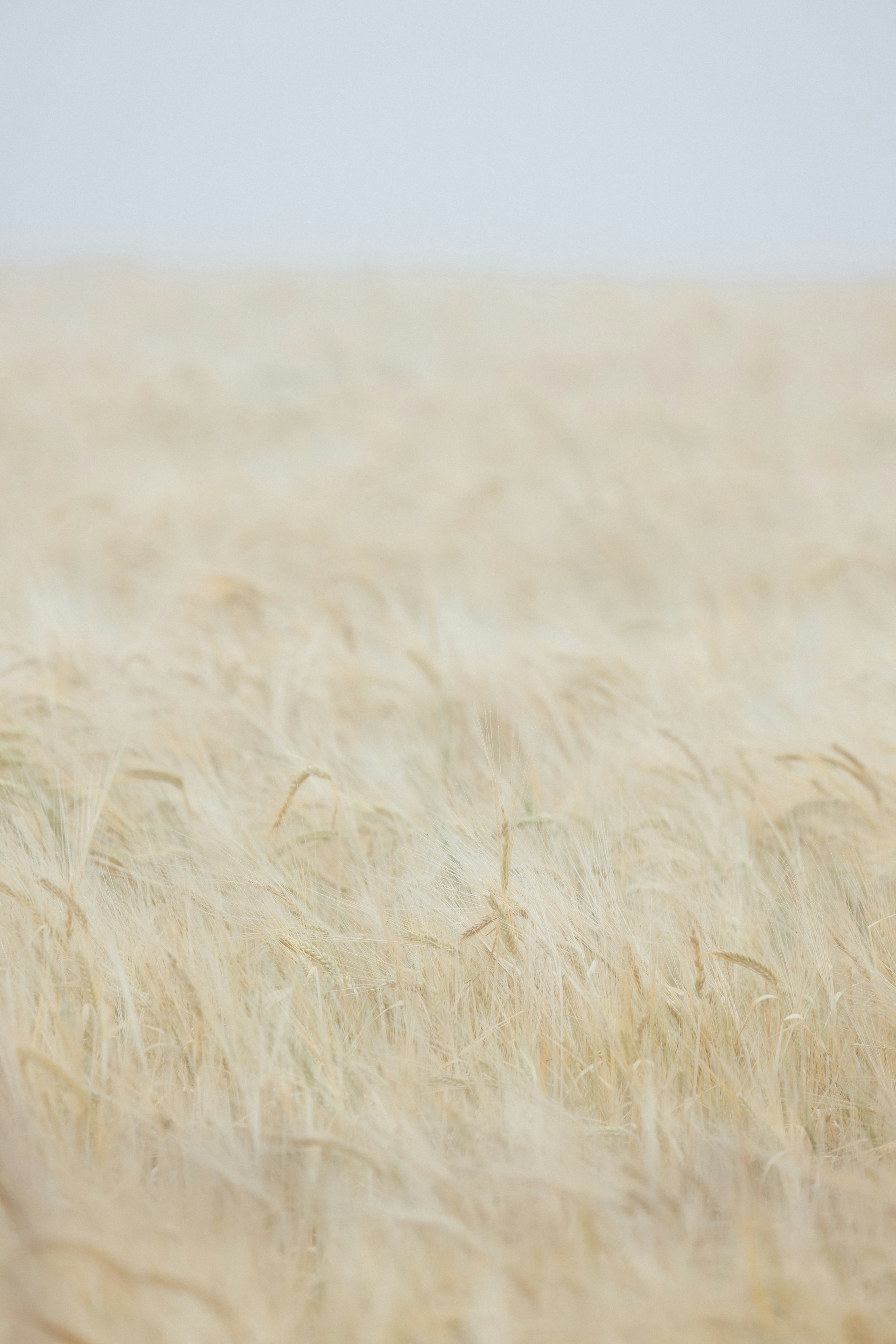 A blurry photo of a field of wheat