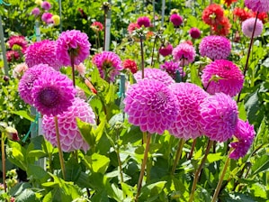 Розови сезонни цветя, разцъфнали от луковици в оживена градинска среда.