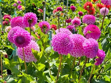 Розови сезонни цветя, разцъфнали от луковици в оживена градинска среда.