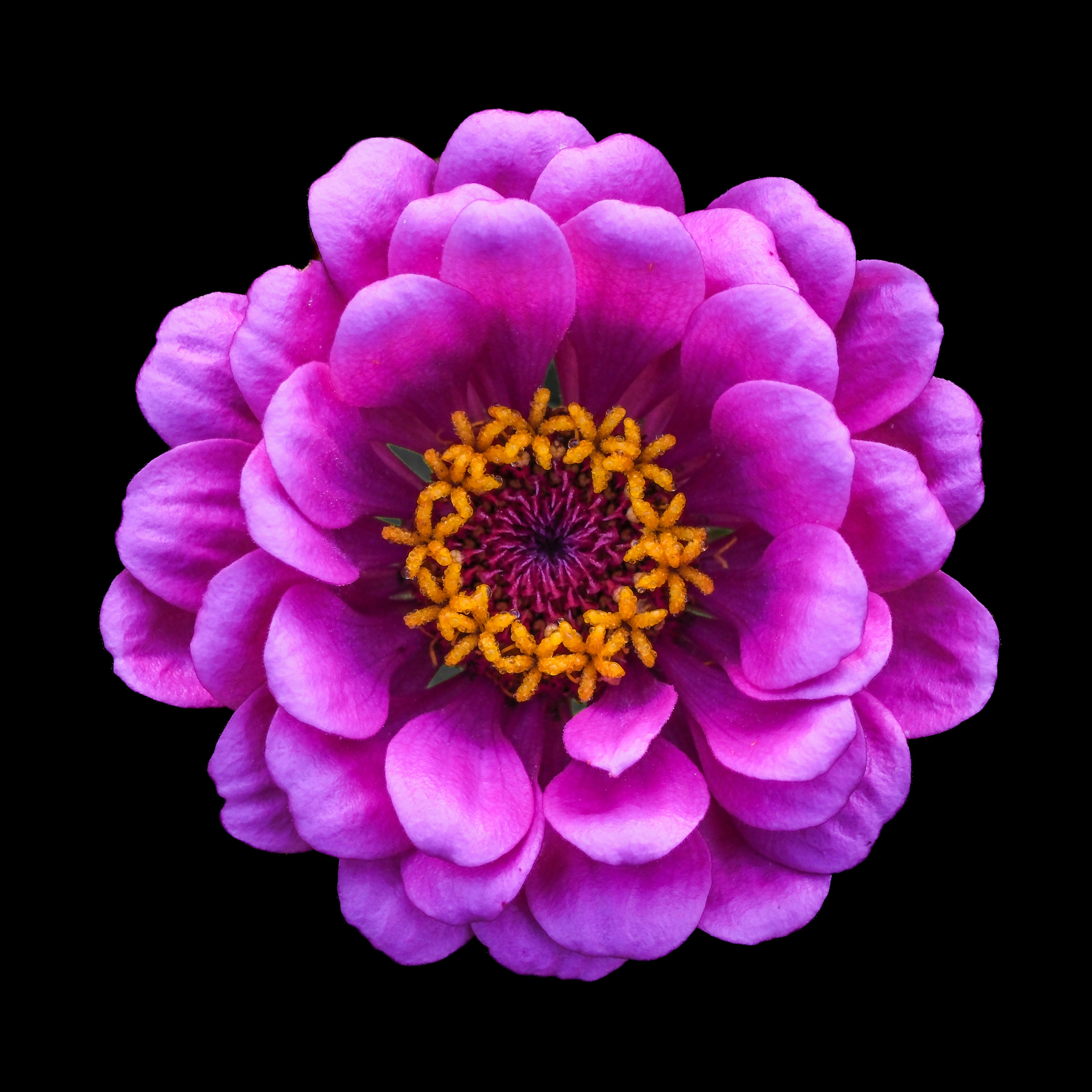 A purple flower with a yellow center on a black background