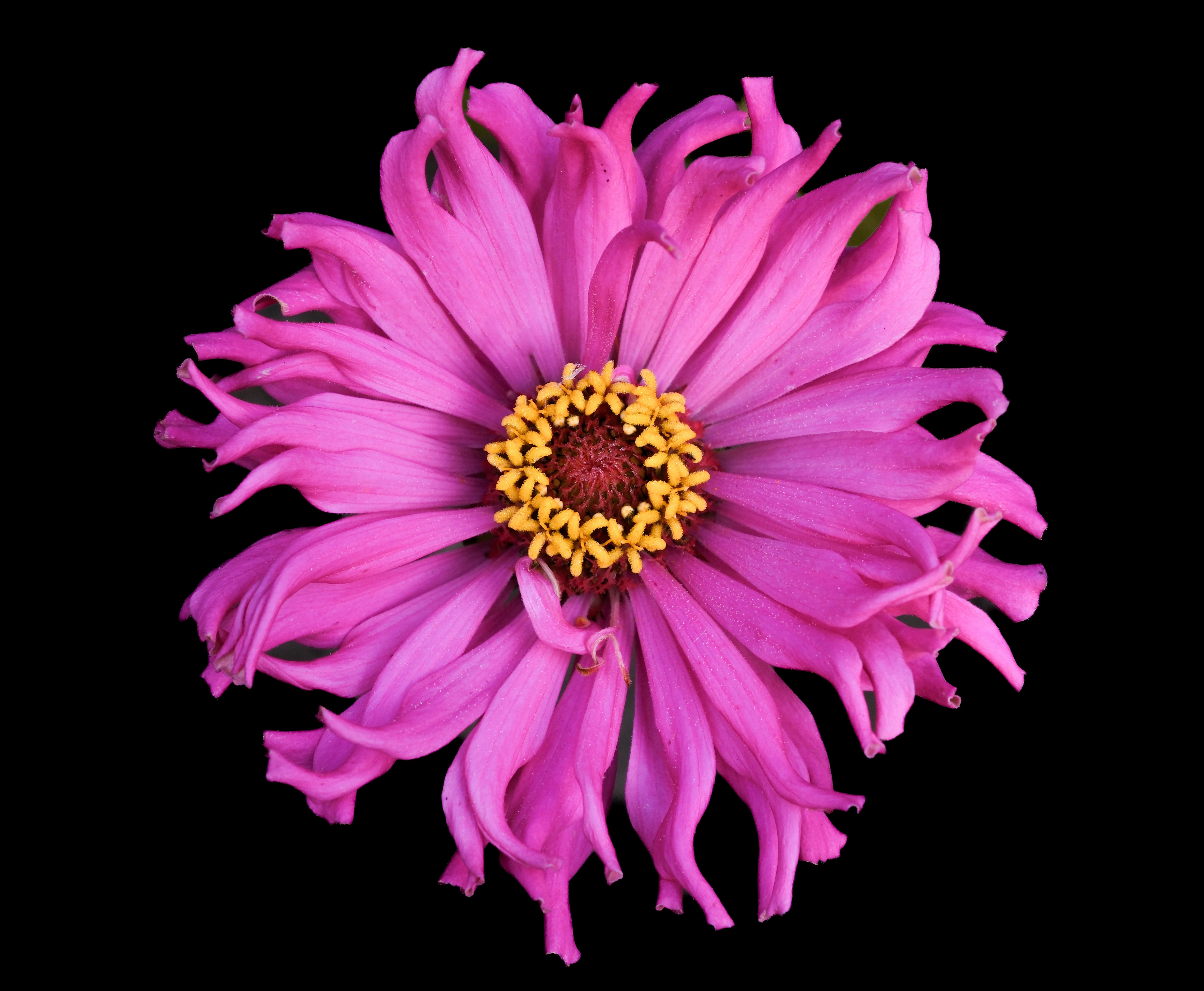 A pink flower with a yellow center on a black background