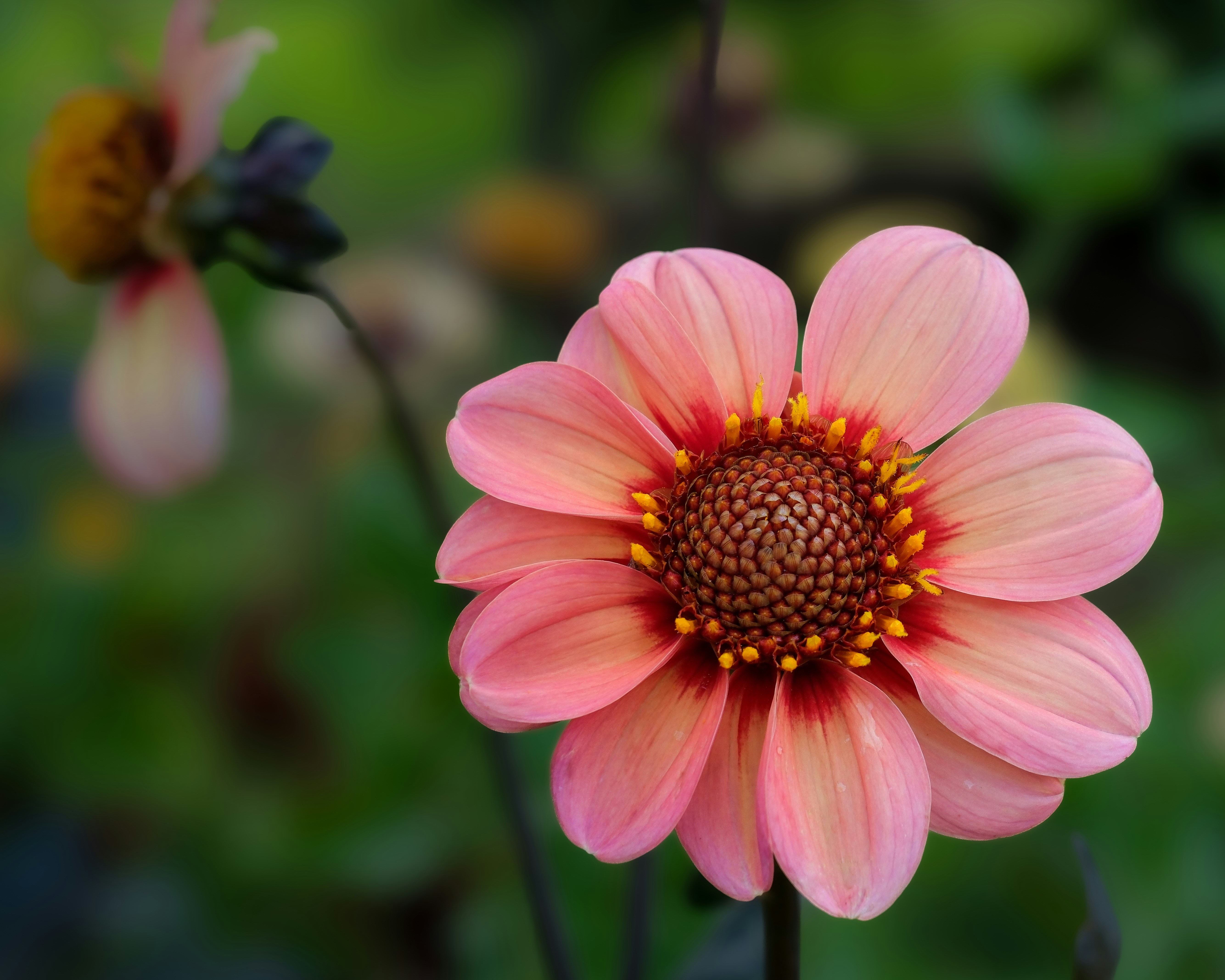 A close up of a pink flower with a blurry background
