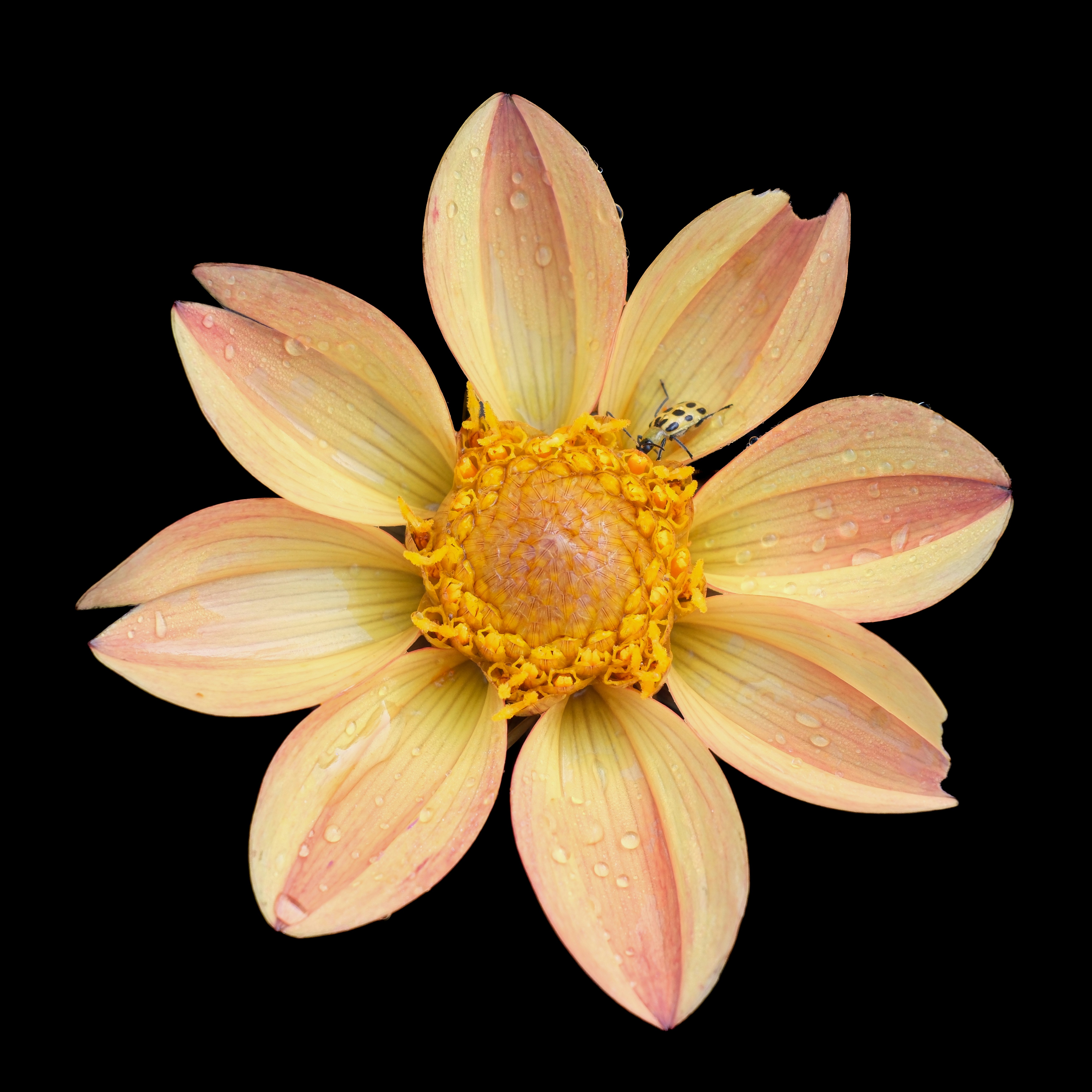 A yellow flower with a bee on it