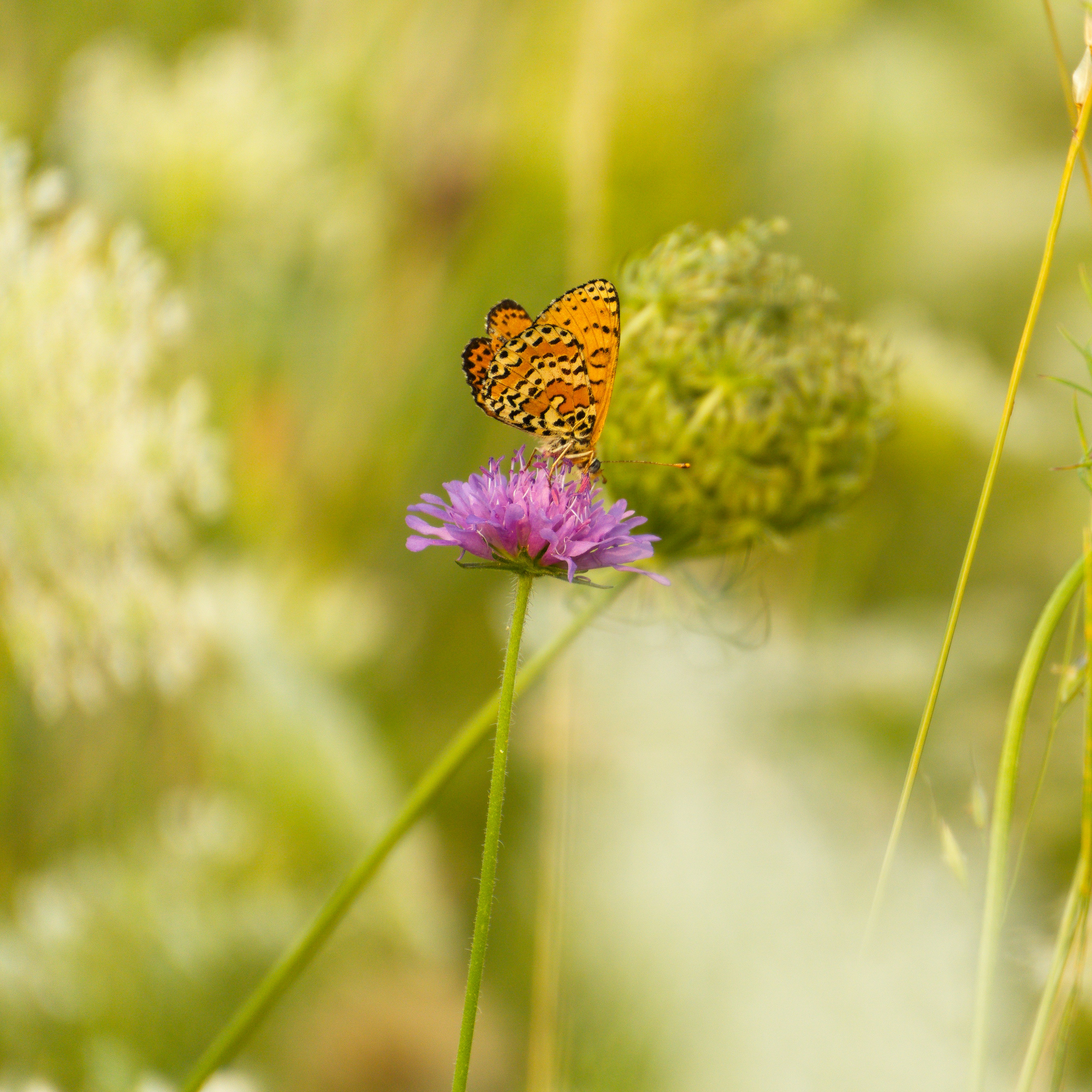 Photo by matteo_skyrider