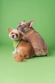 Two small dogs sitting next to each other on a green background