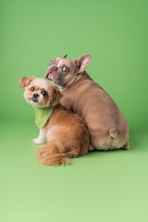 Two small dogs sitting next to each other on a green background
