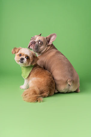 Two small dogs sitting next to each other on a green background
