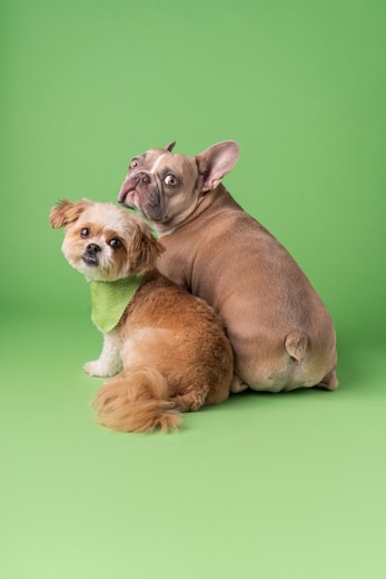 Two small dogs sitting next to each other on a green background